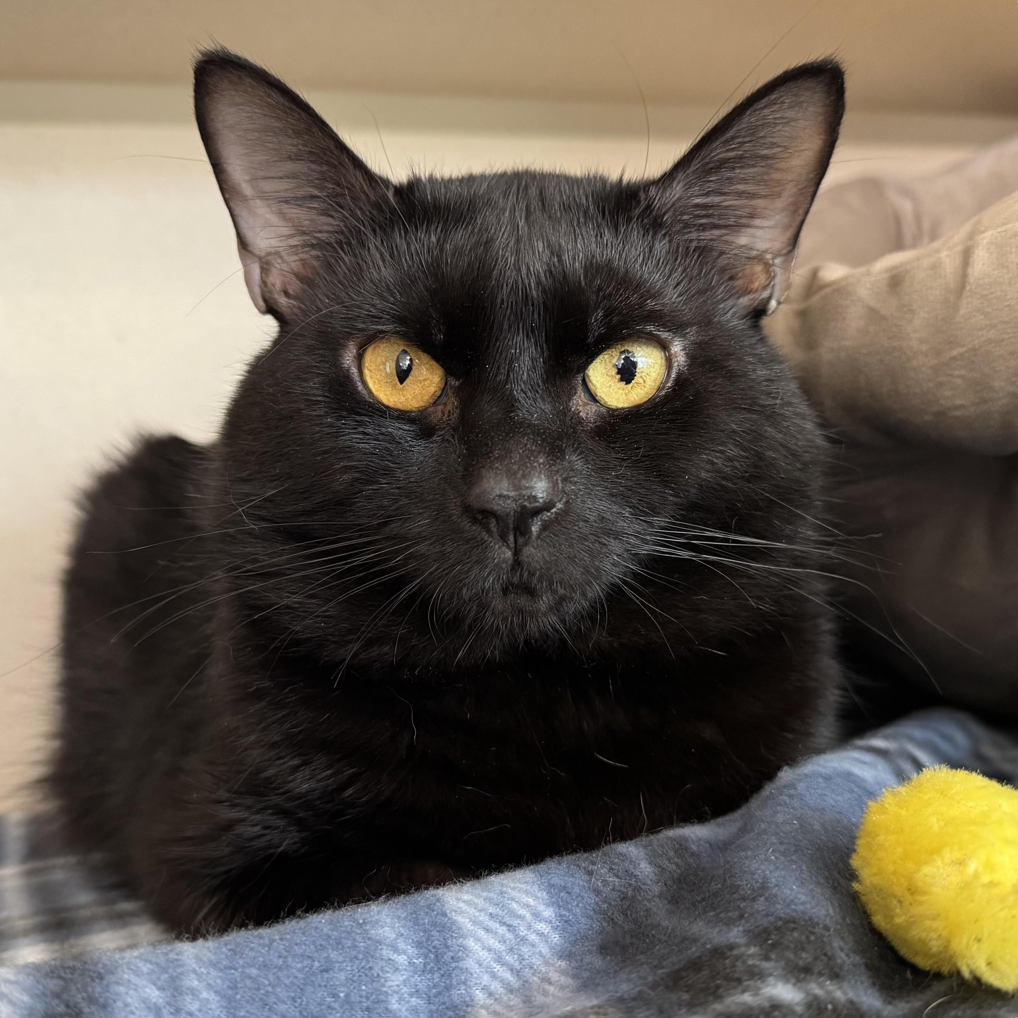Winston Charles, ADOPTABLE, Senior Male Domestic Short Hair.