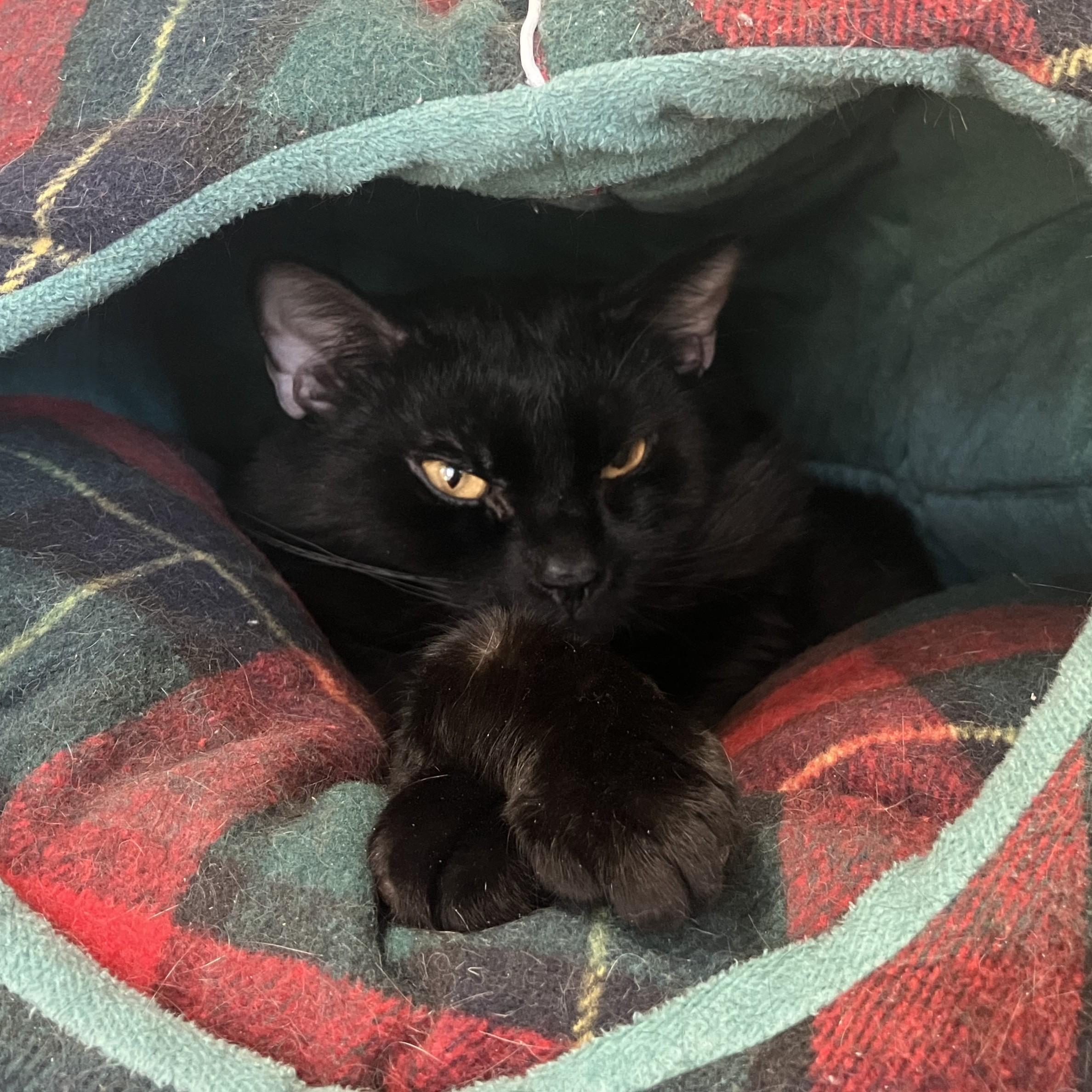 Enlarge Winston Charles, a ADOPTABLE Domestic Short Hair in Eatontown, NJ image 4/6