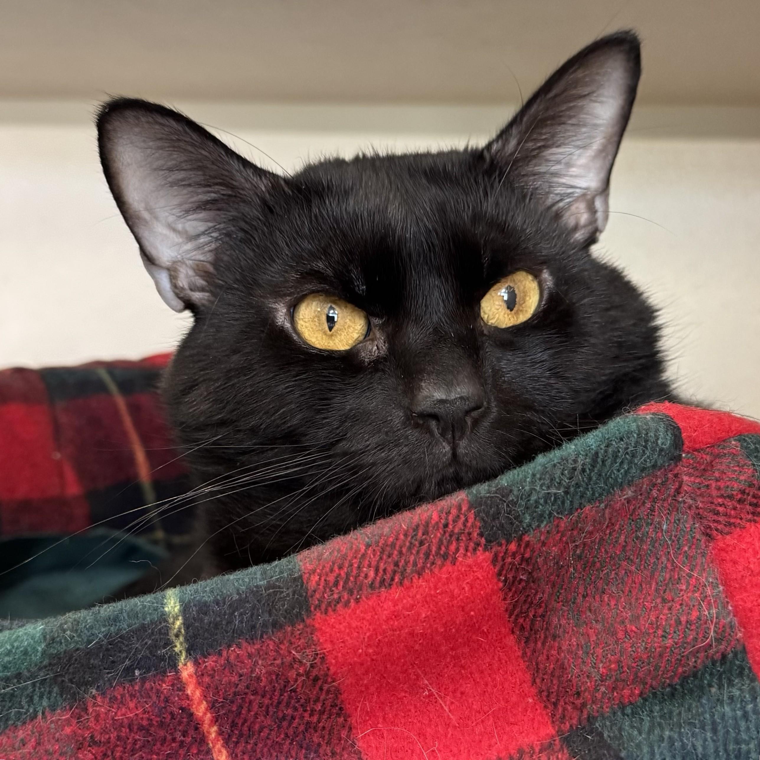 Enlarge Winston Charles, a ADOPTABLE Domestic Short Hair in Eatontown, NJ image 5/6