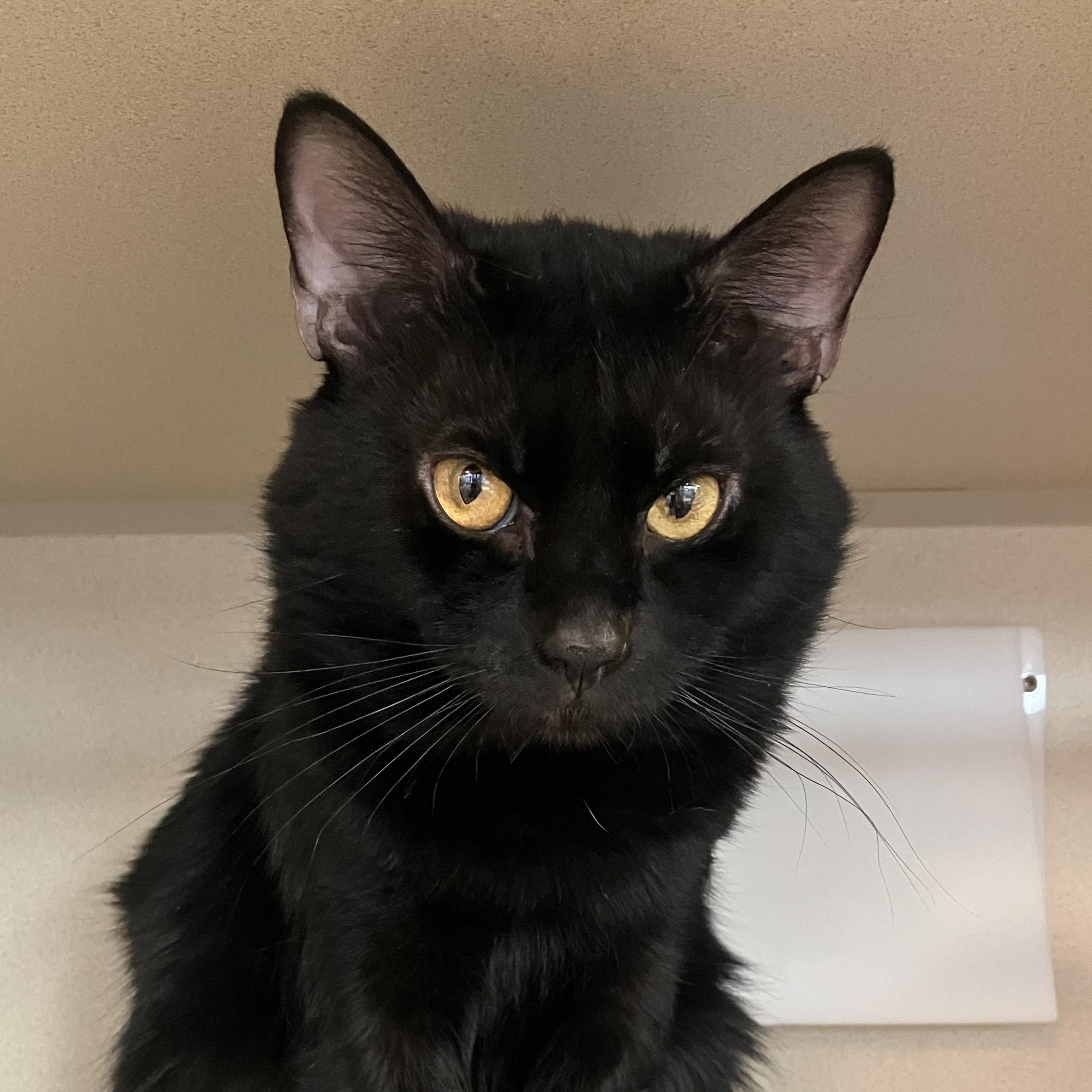 Enlarge Winston Charles, a ADOPTABLE Domestic Short Hair in Eatontown, NJ image 6/6