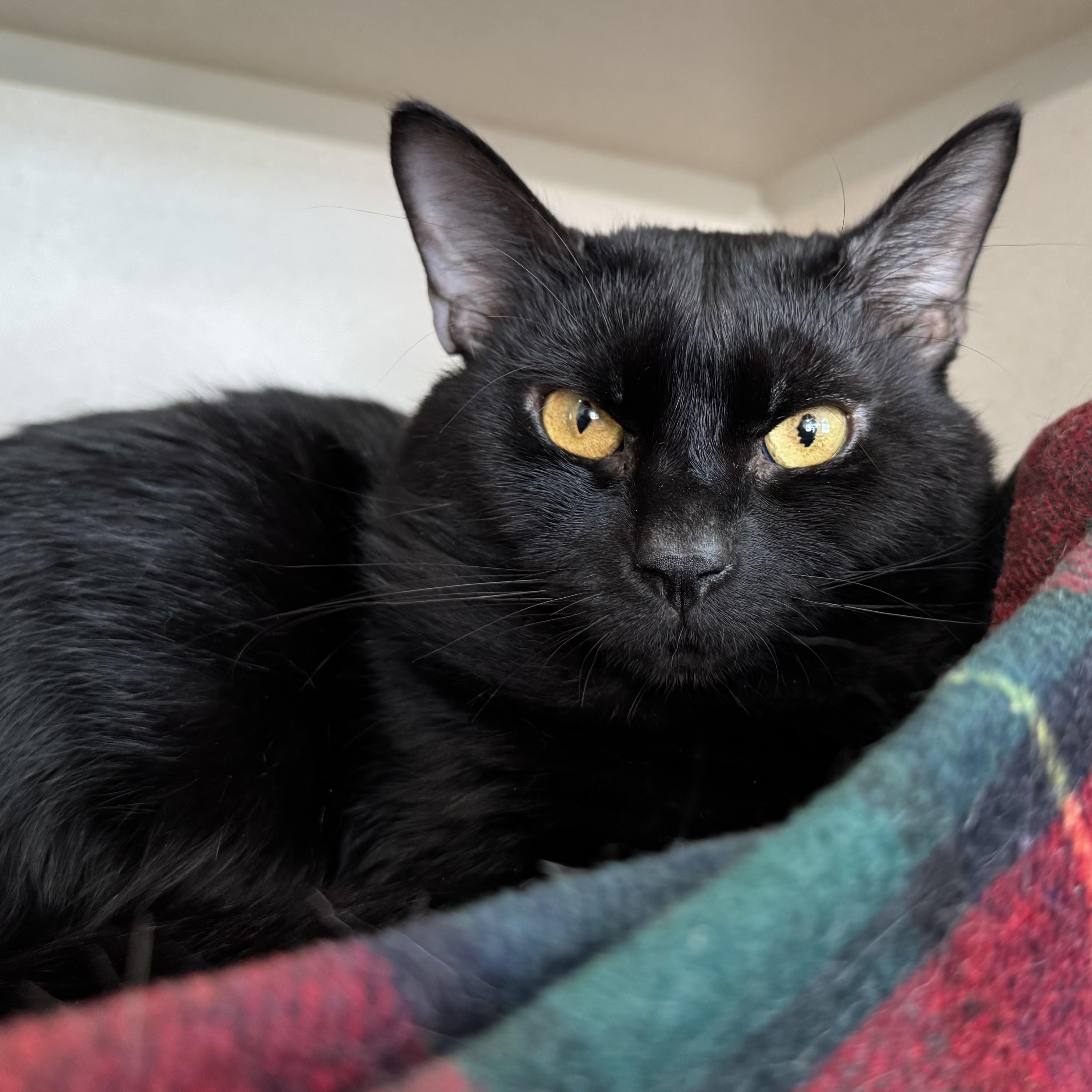 Enlarge Winston Charles, a ADOPTABLE Domestic Short Hair in Eatontown, NJ image 2/6