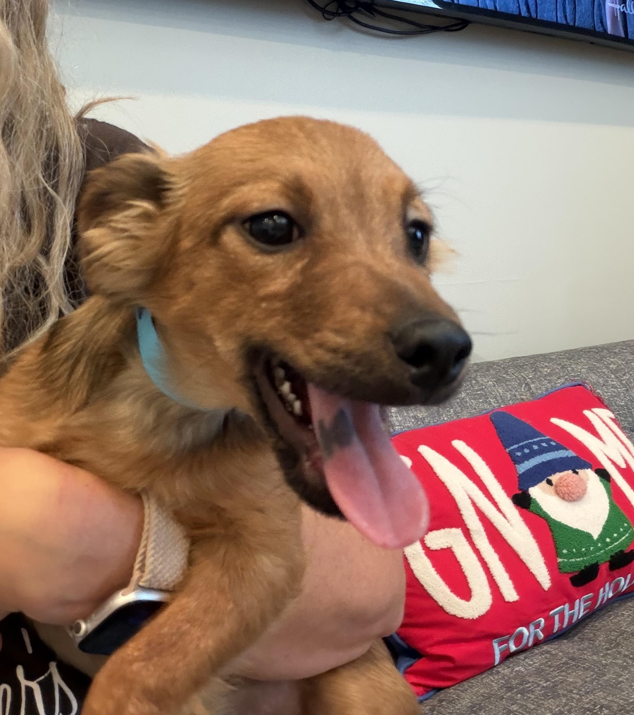 Clause, ADOPTABLE, Puppy Male Terrier & Mixed Breed.