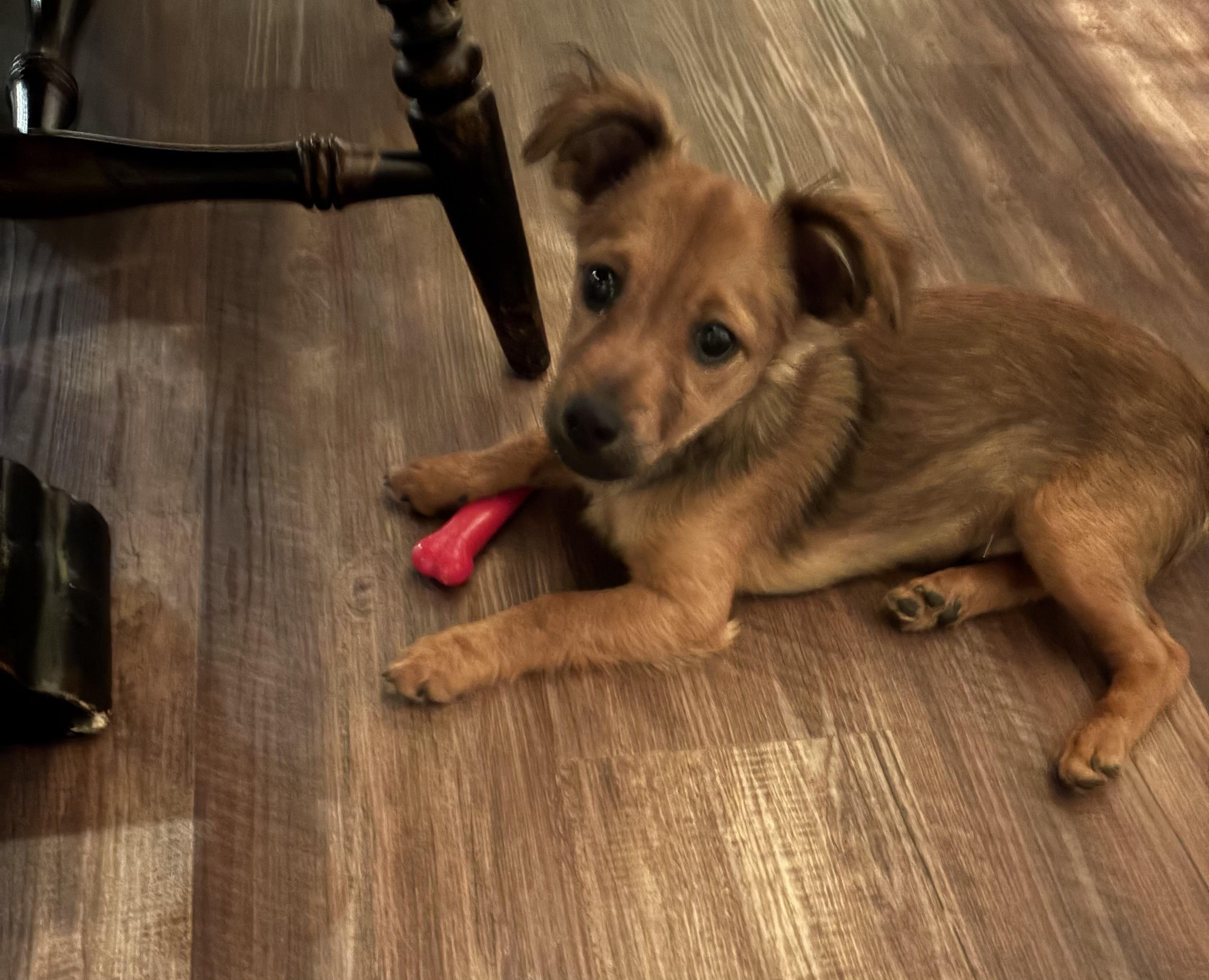 Clause, ADOPTABLE, Puppy Male Terrier & Mixed Breed.