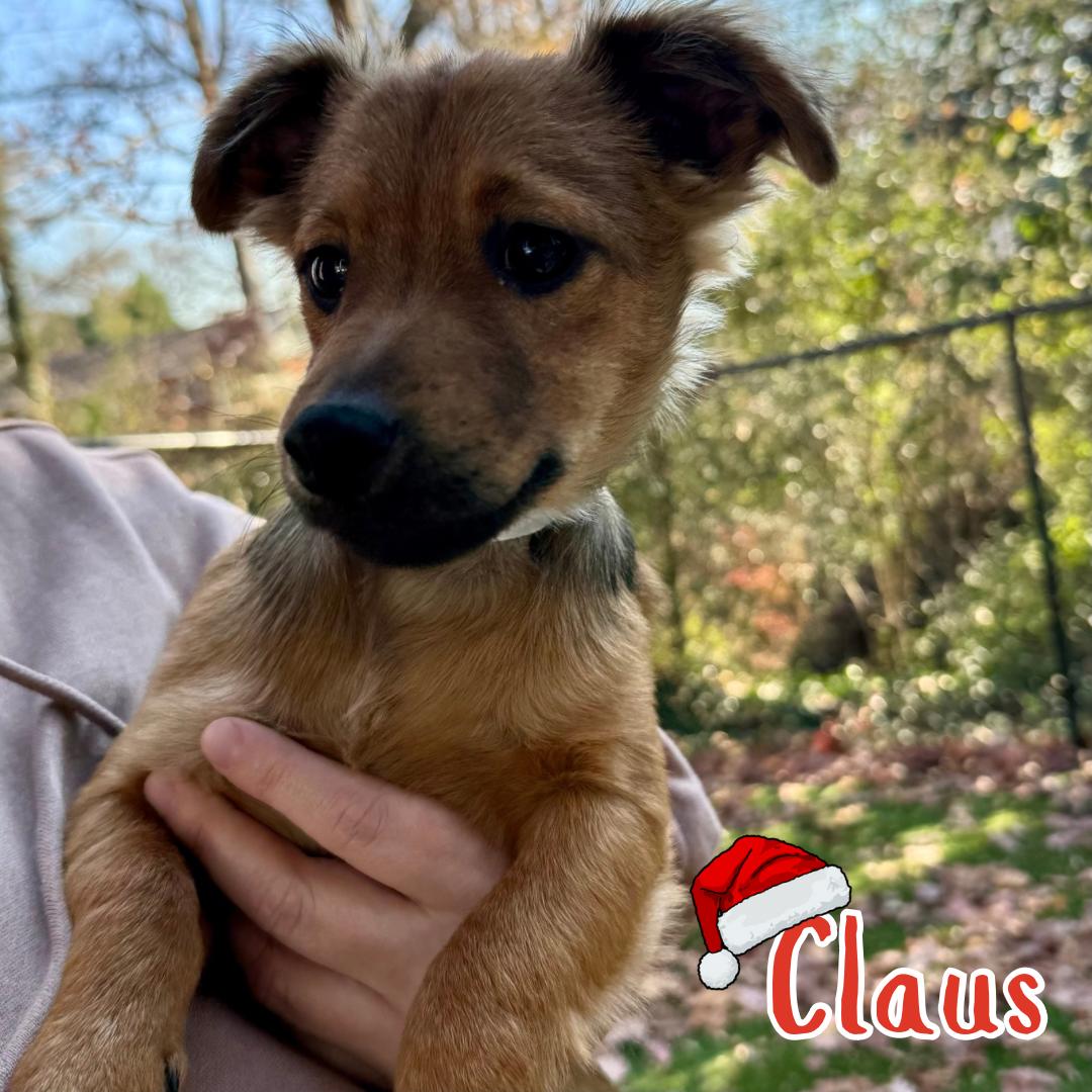 Clause, a ADOPTABLE mixed breed in Kannapolis, NC image 3/4