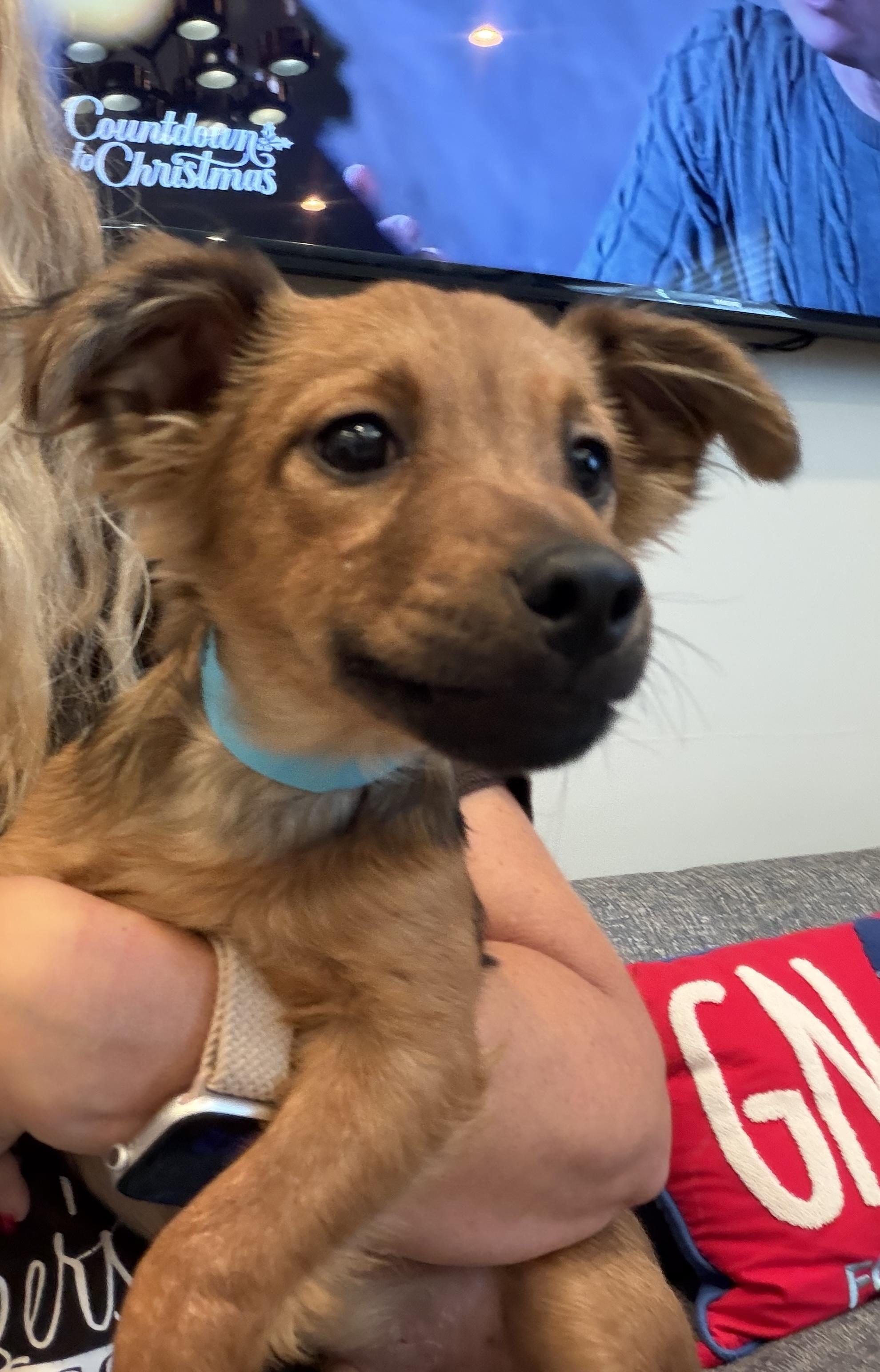 Clause, a ADOPTABLE mixed breed in Kannapolis, NC image 4/4