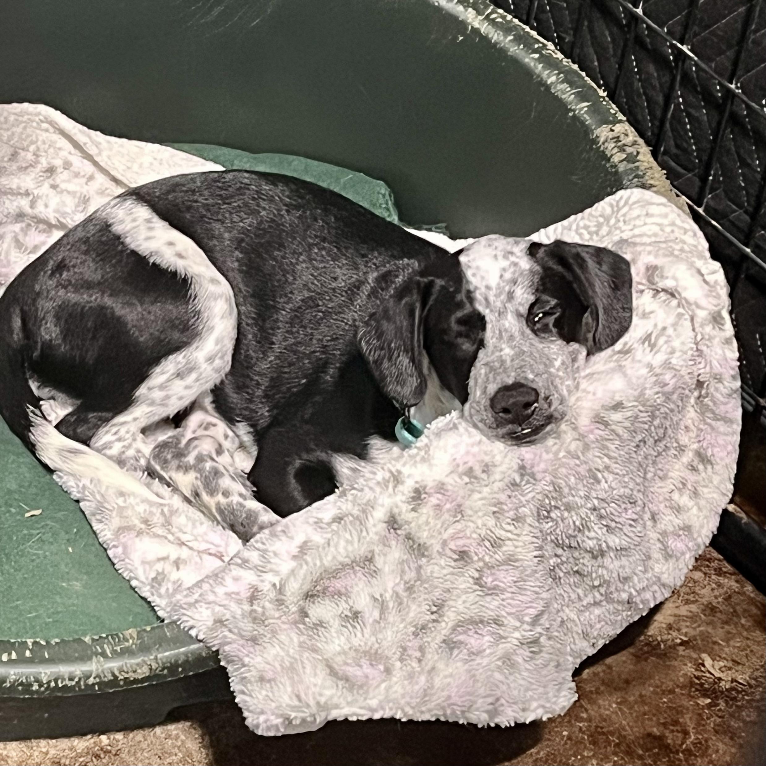 Enlarge Miriam, an adopted mixed breed in Gallatin, TN image 3/4