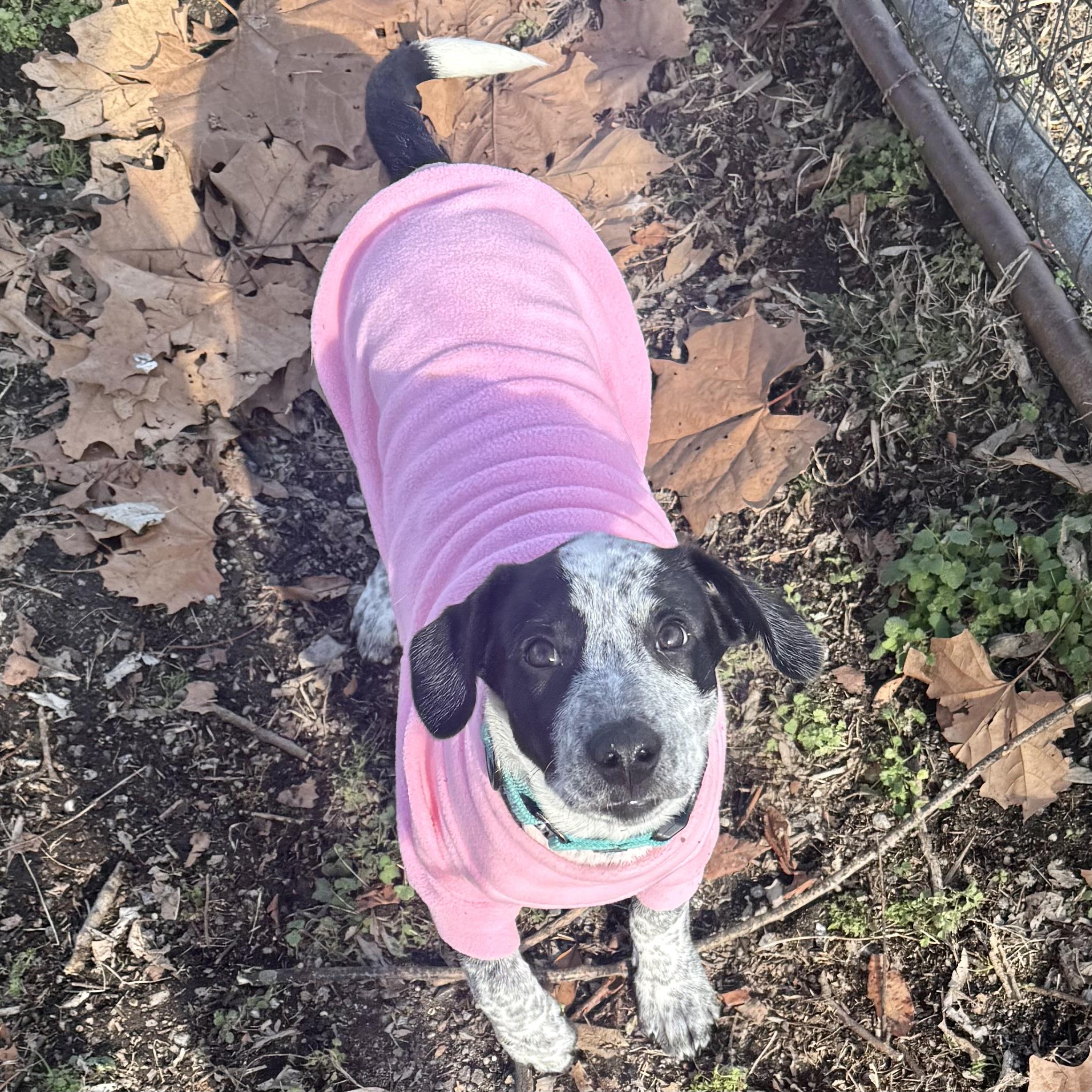 Enlarge Miriam, an adopted mixed breed in Gallatin, TN image 2/4