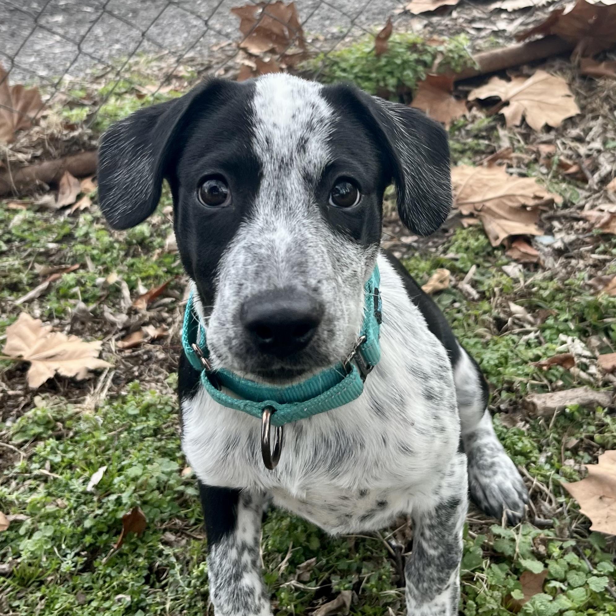 Miriam, adopted, Puppy Female Australian Cattle Dog / Blue Heeler & Mixed Breed.