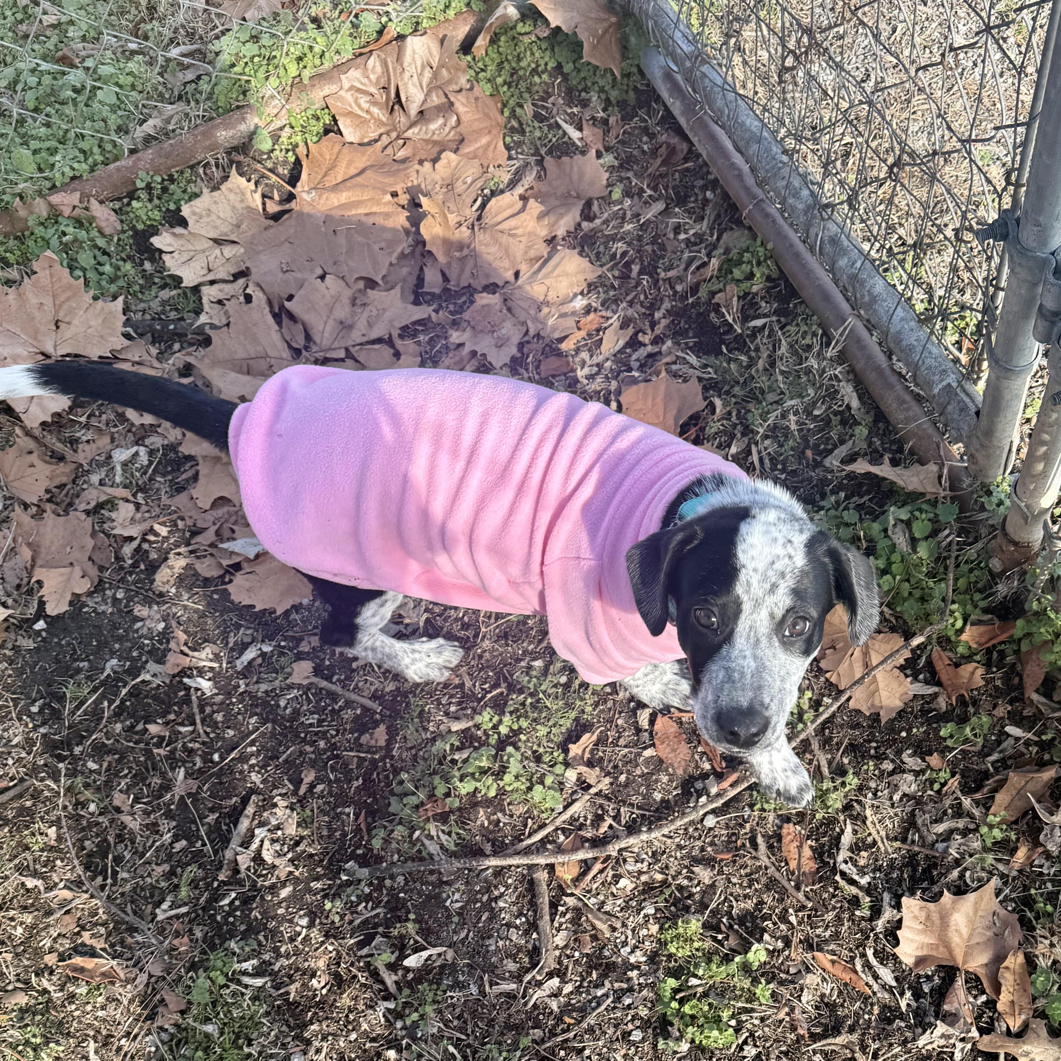 Enlarge Miriam, an adopted mixed breed in Gallatin, TN image 4/4