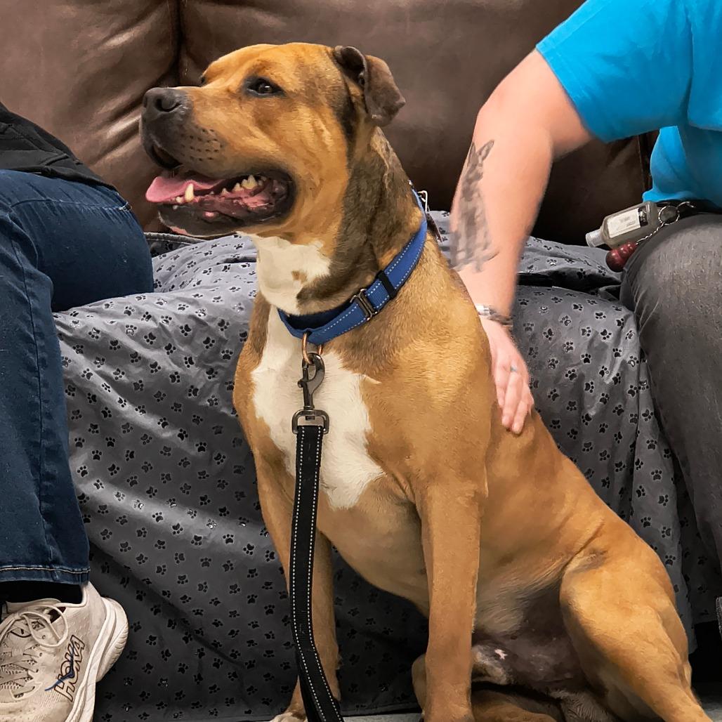 Aza 50% off $99! - See my Video!, Adoptable, Adult Male Pit Bull Terrier.