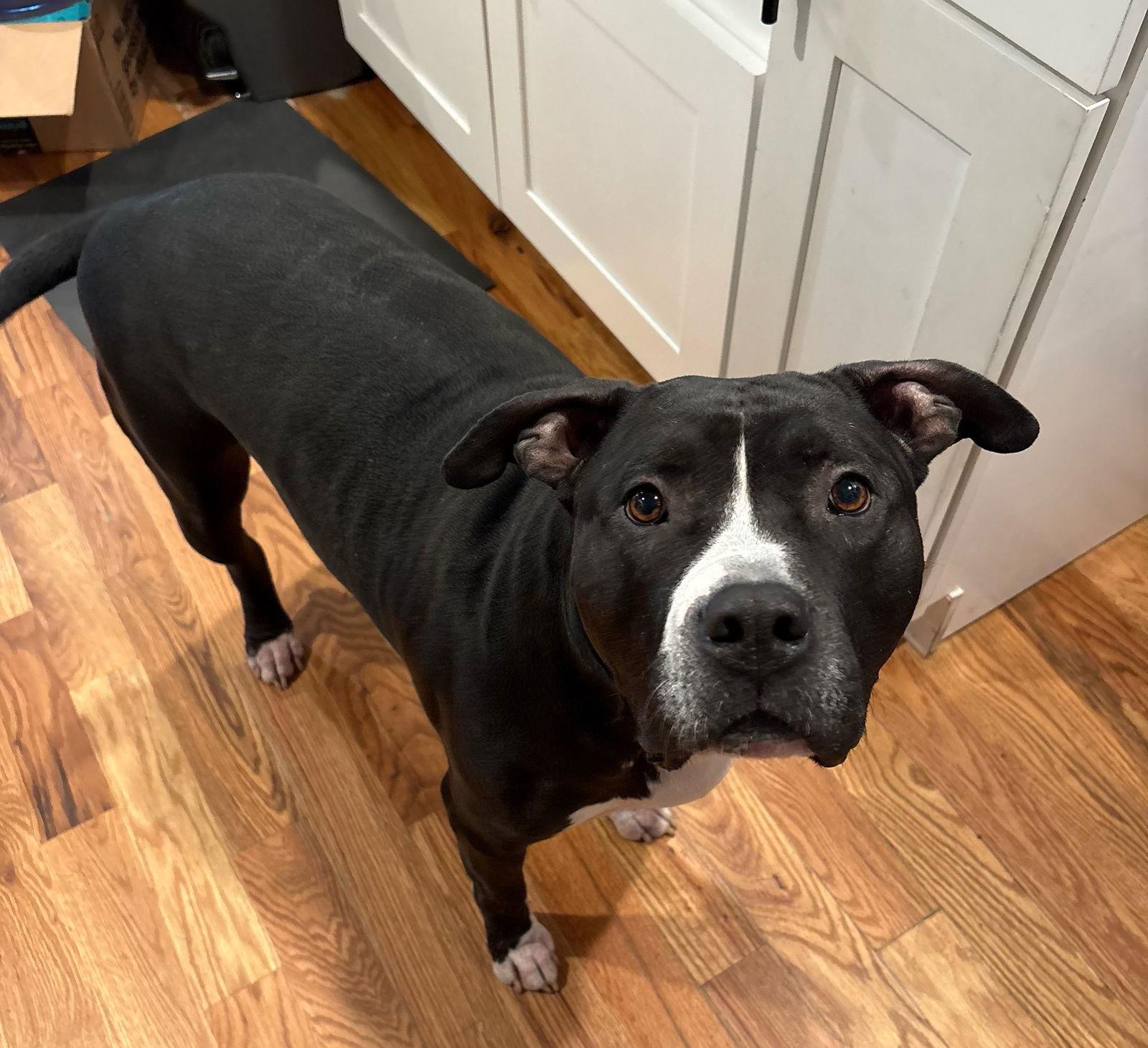 Enlarge Ollie - Big Goofball, a Adoptable Pit Bull Terrier in Oakhurst, NJ image 1/3