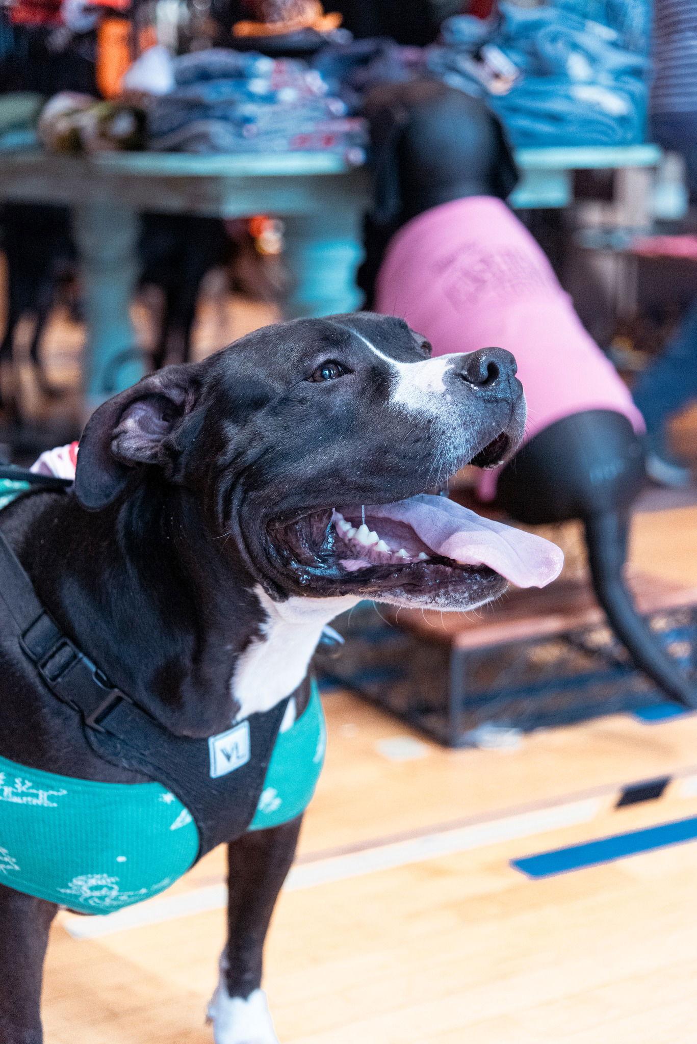 Enlarge Ollie - Big Goofball, a Adoptable Pit Bull Terrier in Oakhurst, NJ image 2/3
