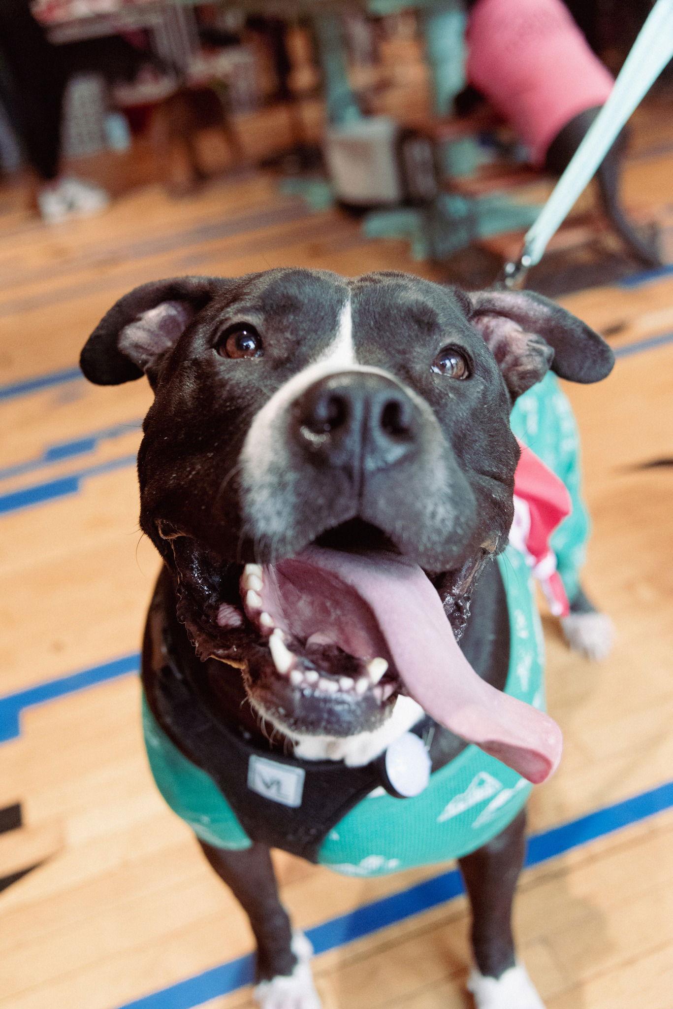 Enlarge Ollie - Big Goofball, a Adoptable Pit Bull Terrier in Oakhurst, NJ image 3/3