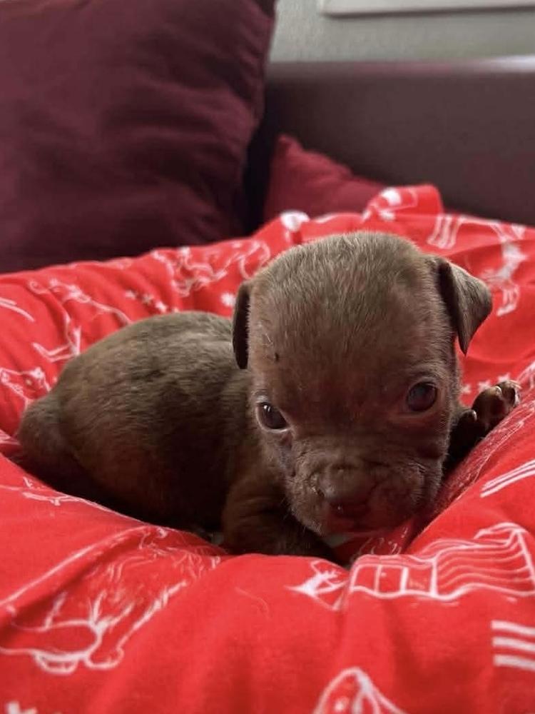 Enlarge Coffee Puppies : Cup Of Joe, a Adoptable mixed breed in Osgood, IN image 1/1