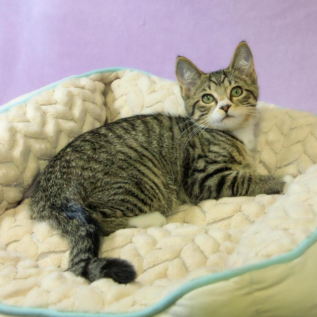 Easton, a Adoptable Domestic Short Hair in Versailles, KY image 1/3