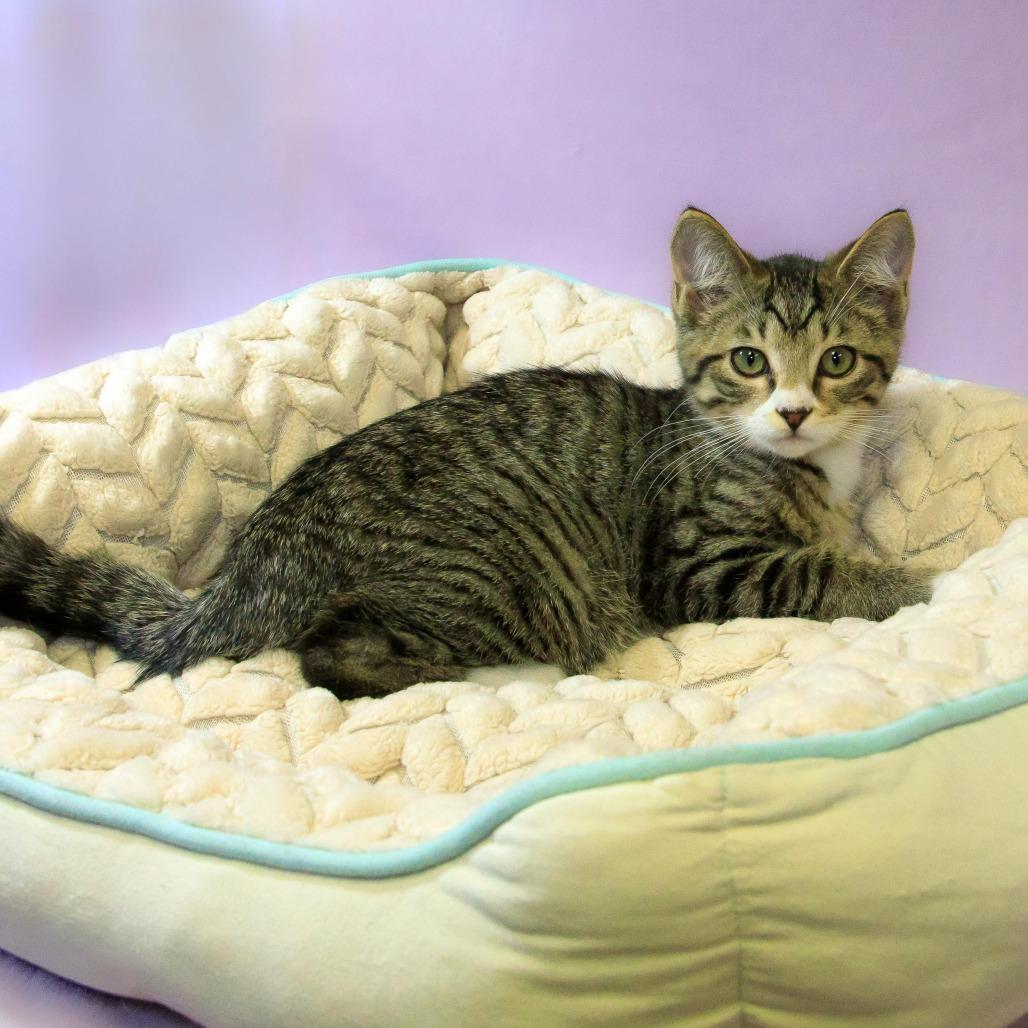 Easton, a Adoptable Domestic Short Hair in Versailles, KY image 2/3