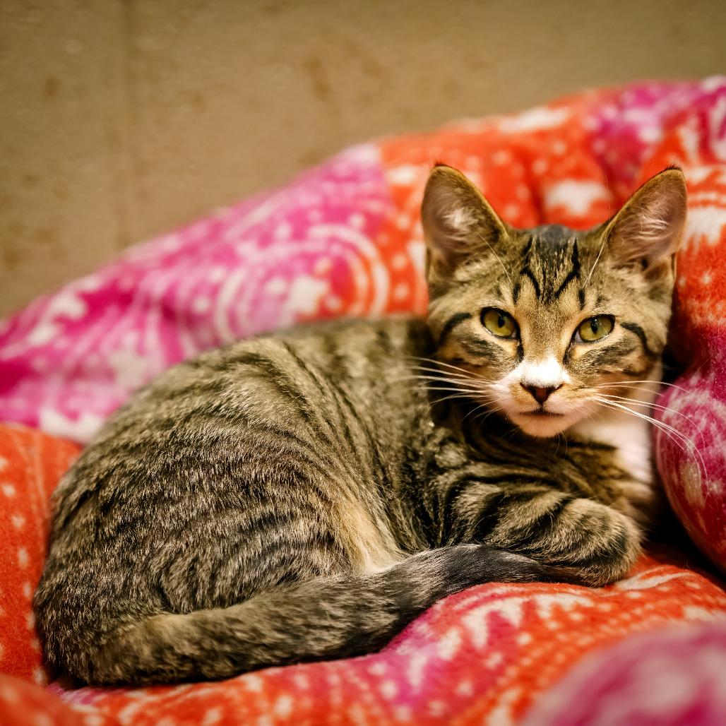 Easton, a Adoptable Domestic Short Hair in Versailles, KY image 3/3