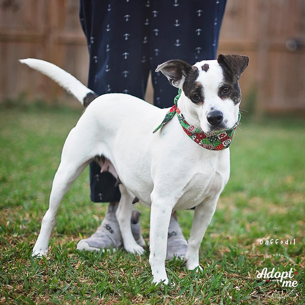 Daffodil — thumbnail 2