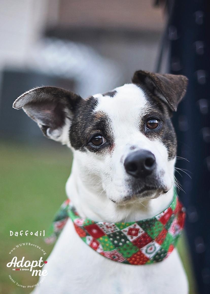 Daffodil — thumbnail 4