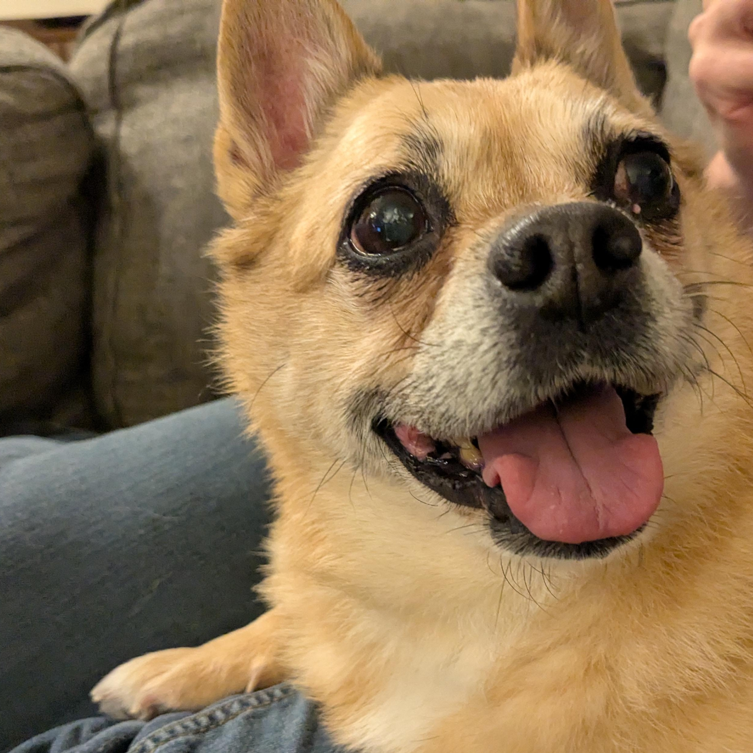 Enlarge Biscuit, an adopted mixed breed in Denver, CO image 4/5