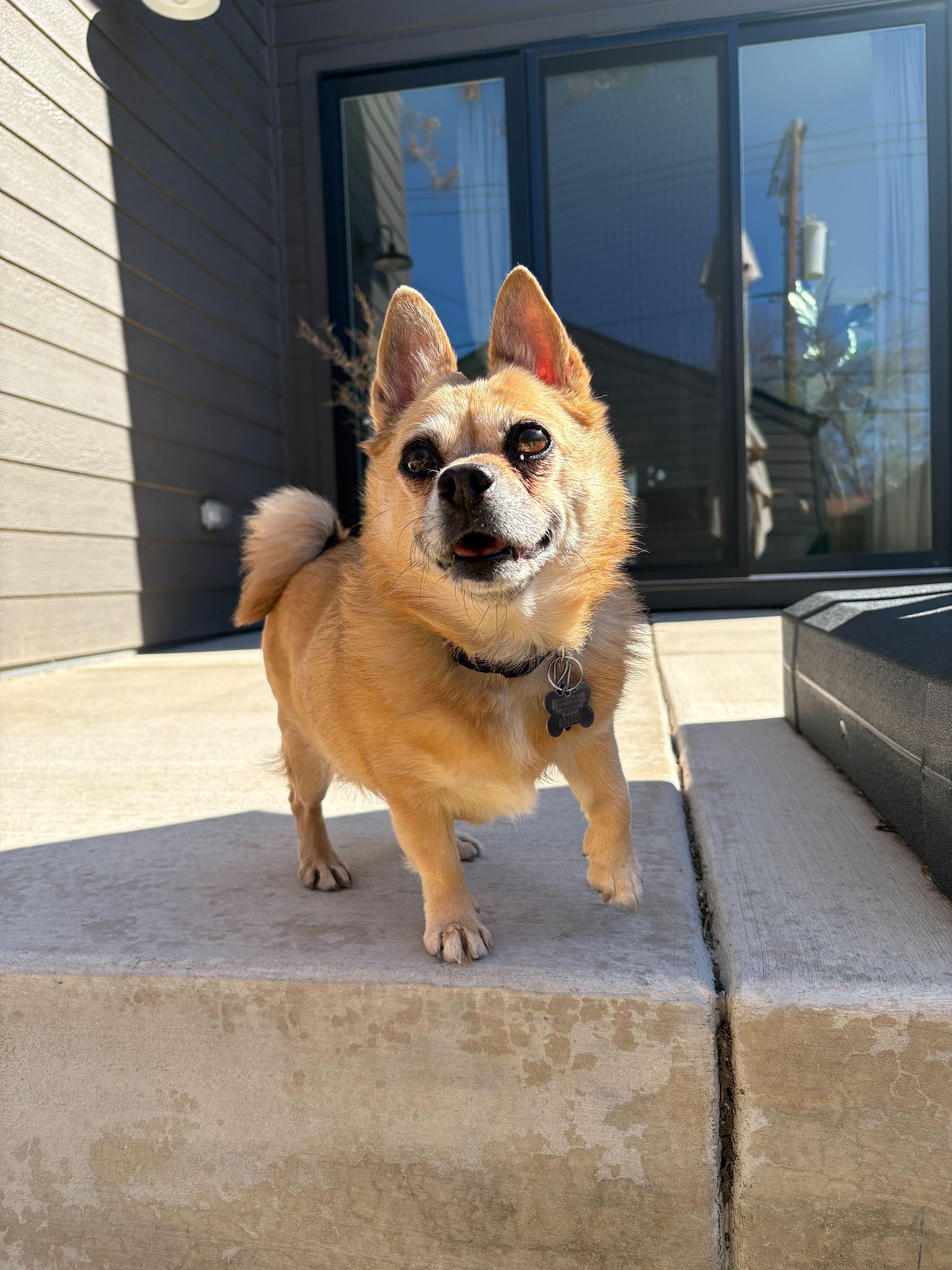 Enlarge Biscuit, an adopted mixed breed in Denver, CO image 5/5