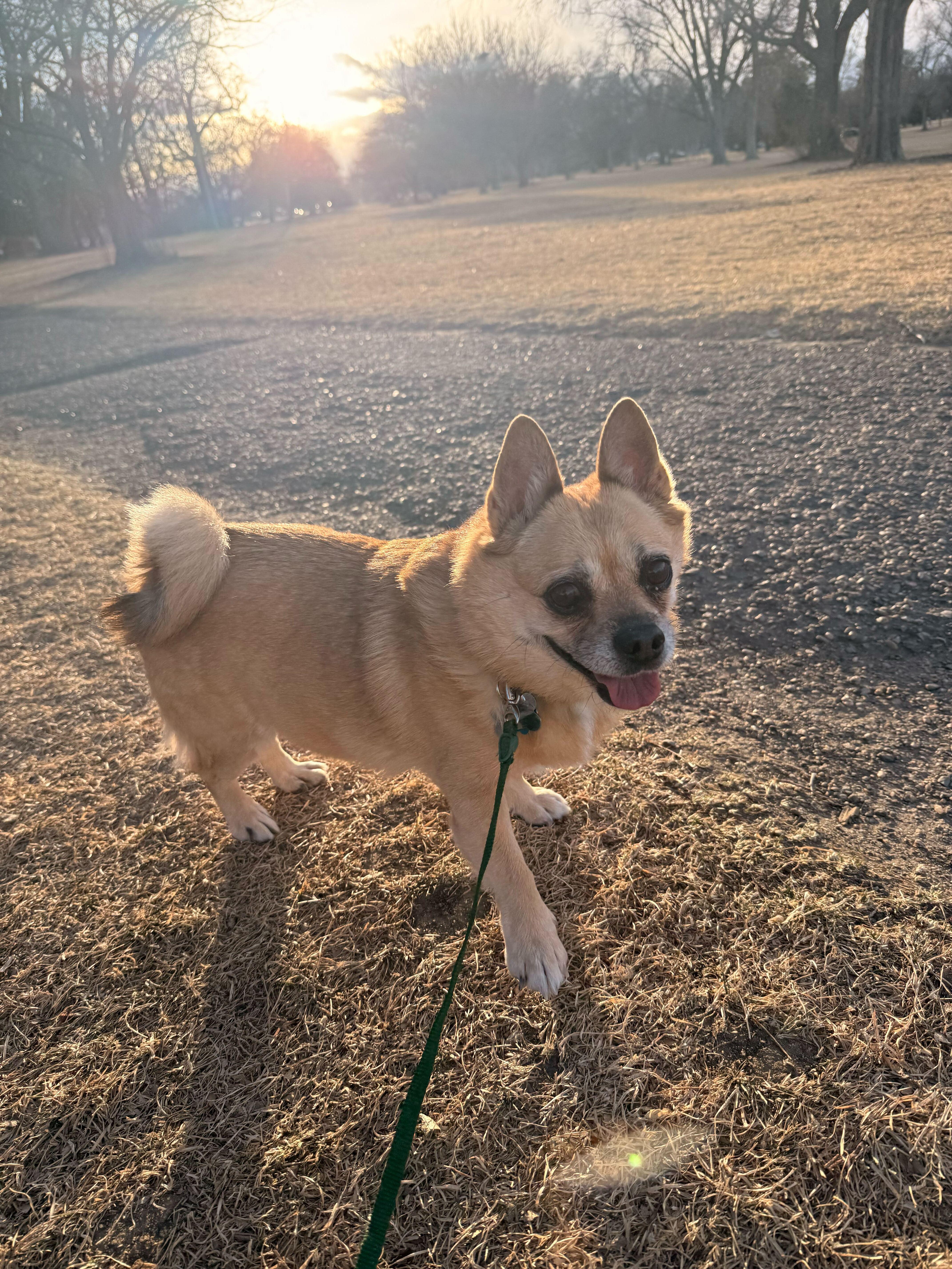 Biscuit, adopted, Senior Female Chihuahua & Pug.