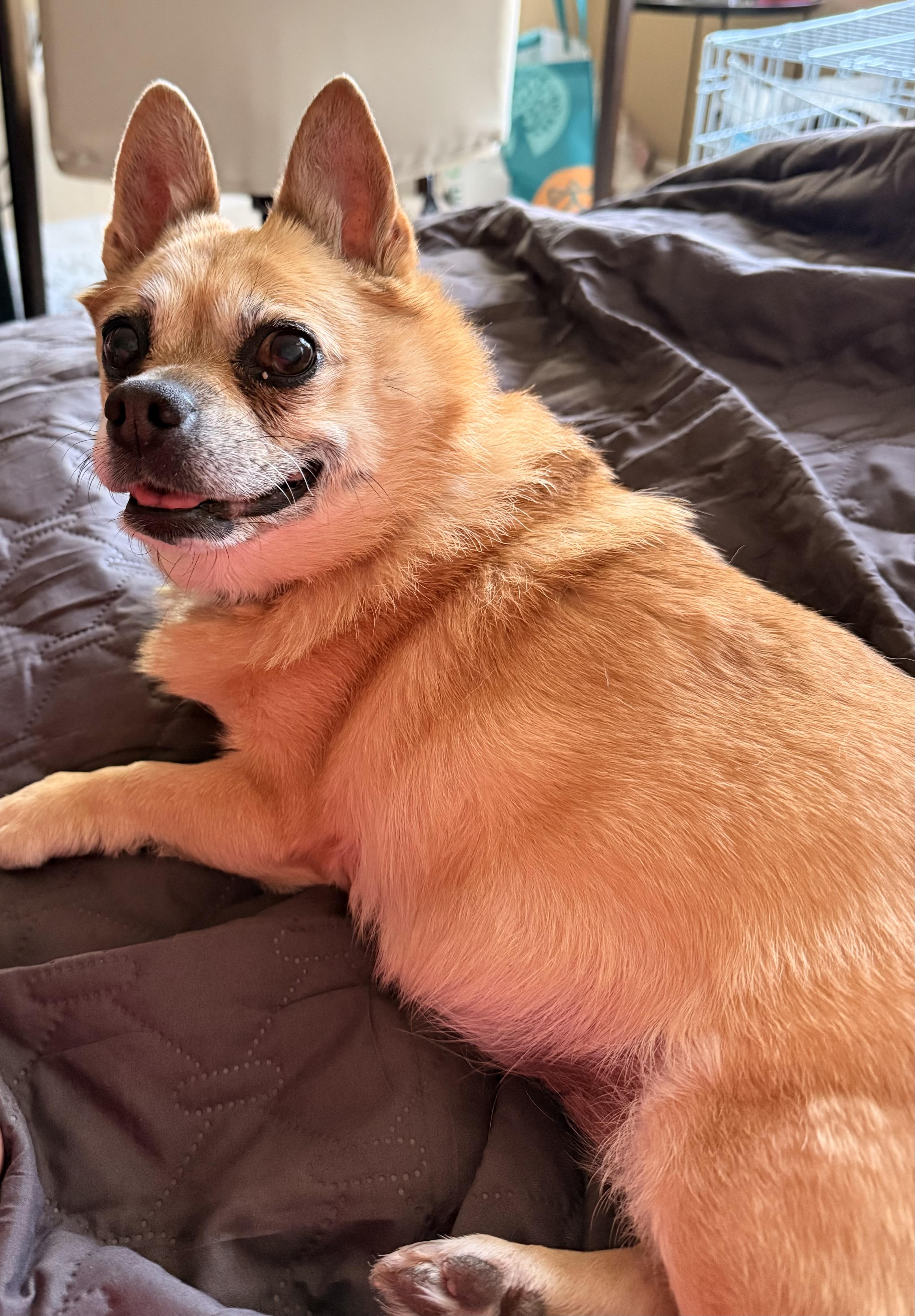 Enlarge Biscuit, an adopted mixed breed in Denver, CO image 2/5