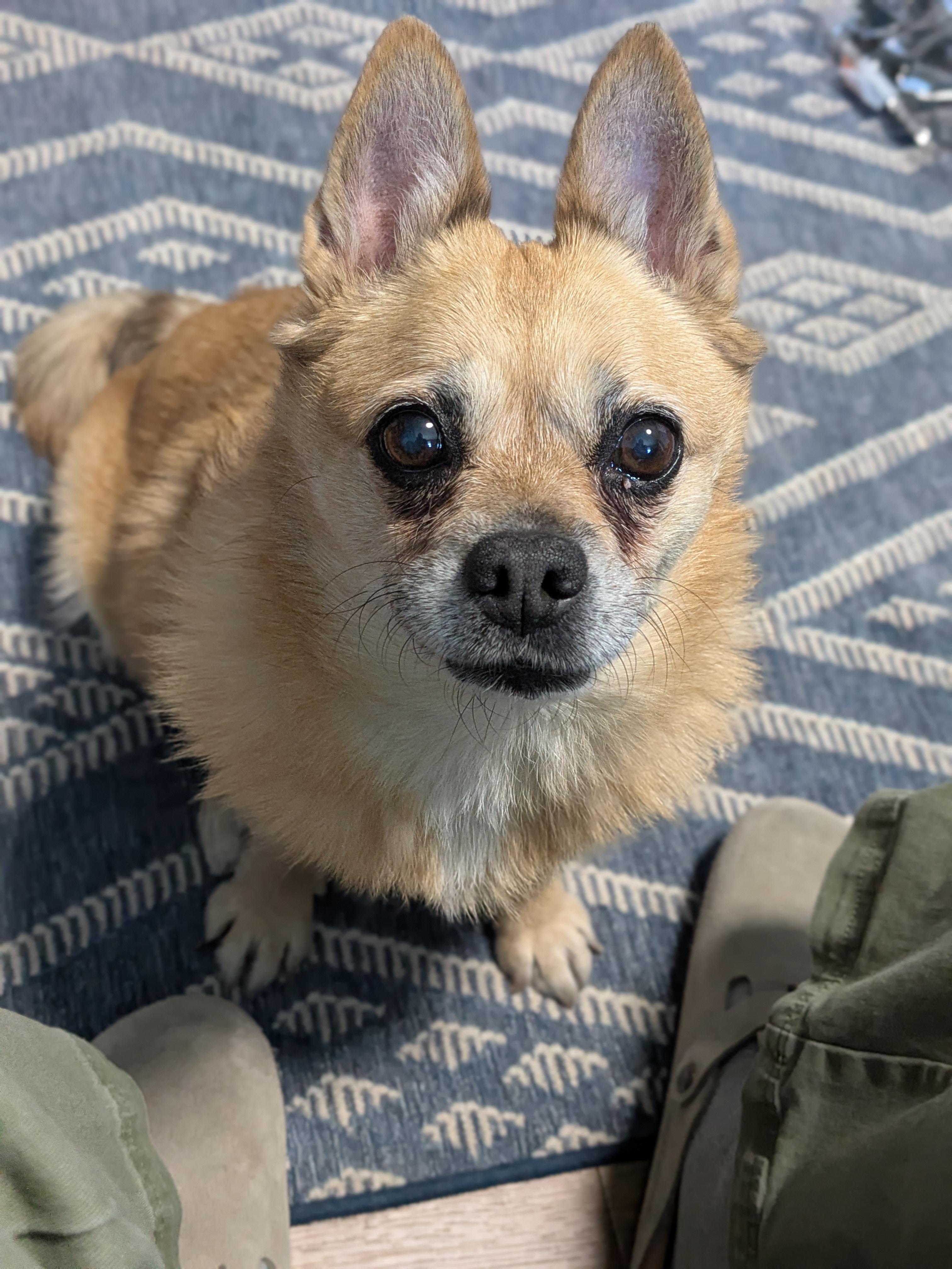 Enlarge Biscuit, an adopted mixed breed in Denver, CO image 3/5