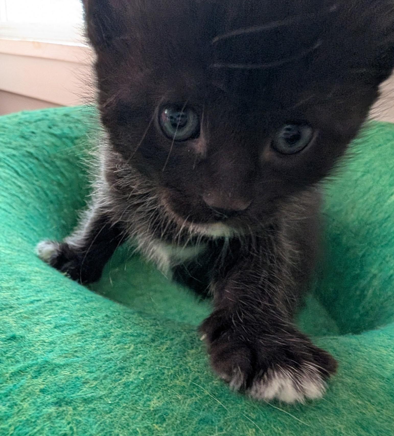Socks, adopted, Kitten Male Domestic Short Hair.