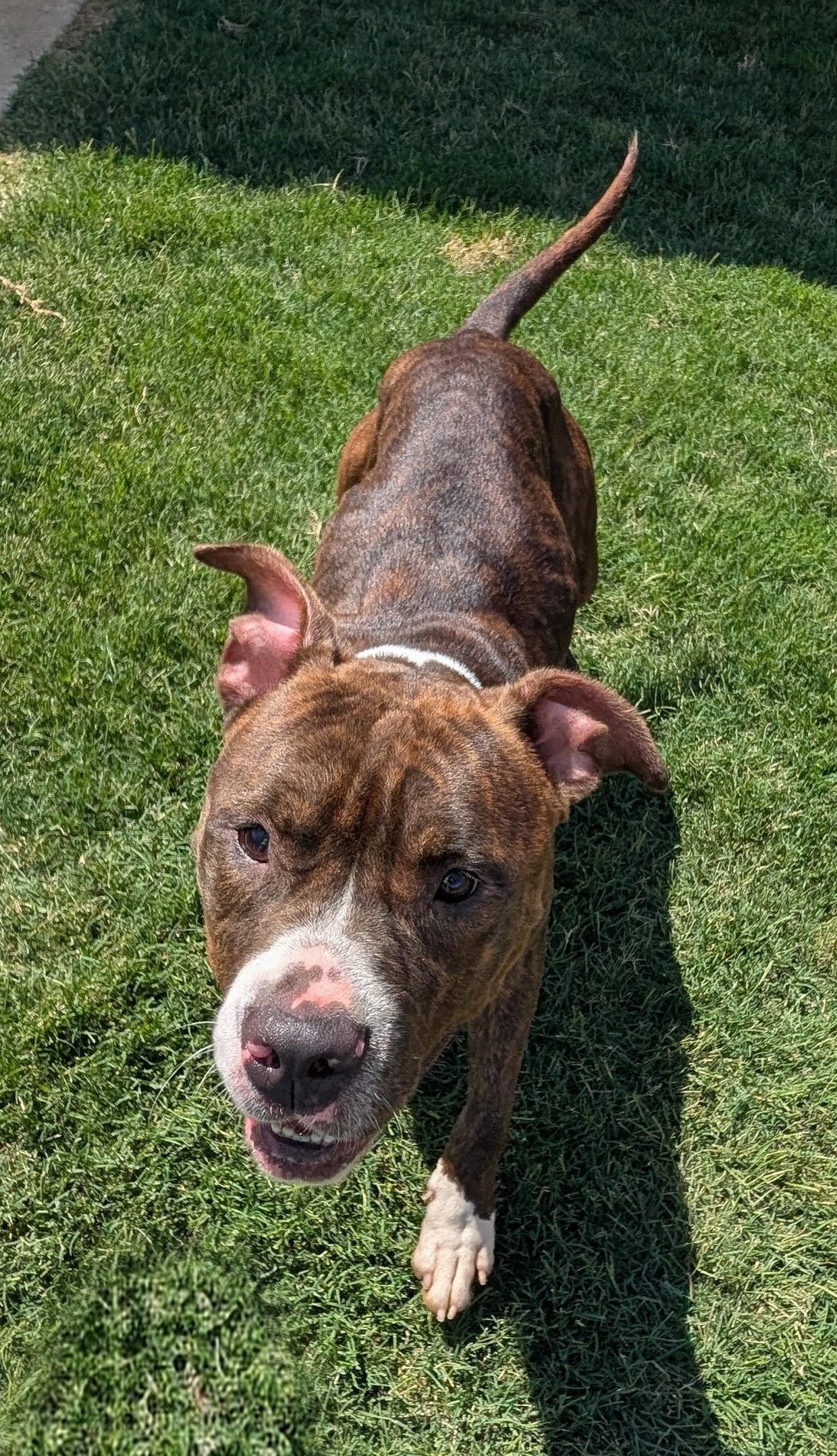 Enlarge Puddles A217521 VIP, a ADOPTABLE mixed breed in Plano, TX image 3/6