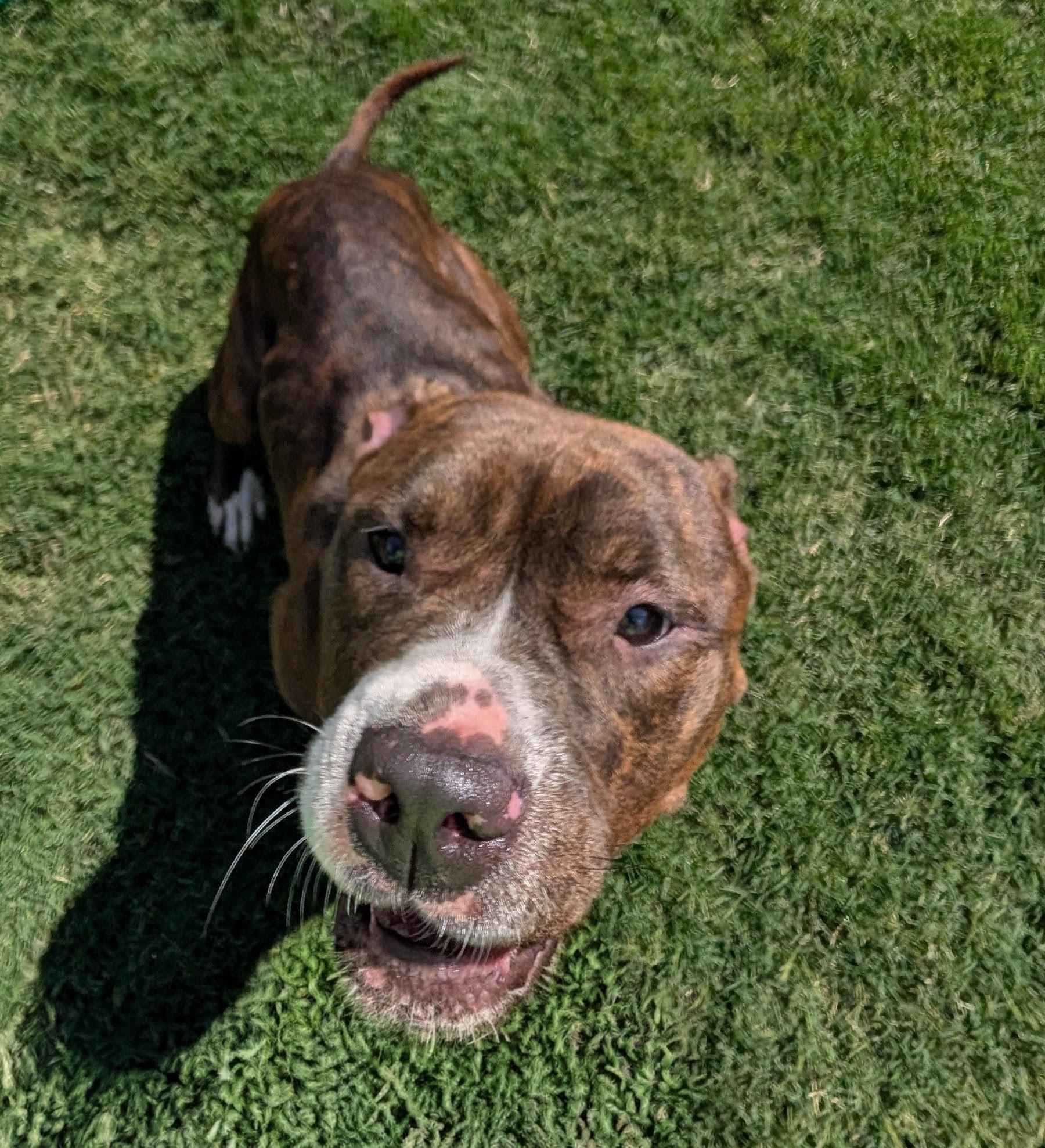 Enlarge Puddles A217521 VIP, a ADOPTABLE mixed breed in Plano, TX image 4/6