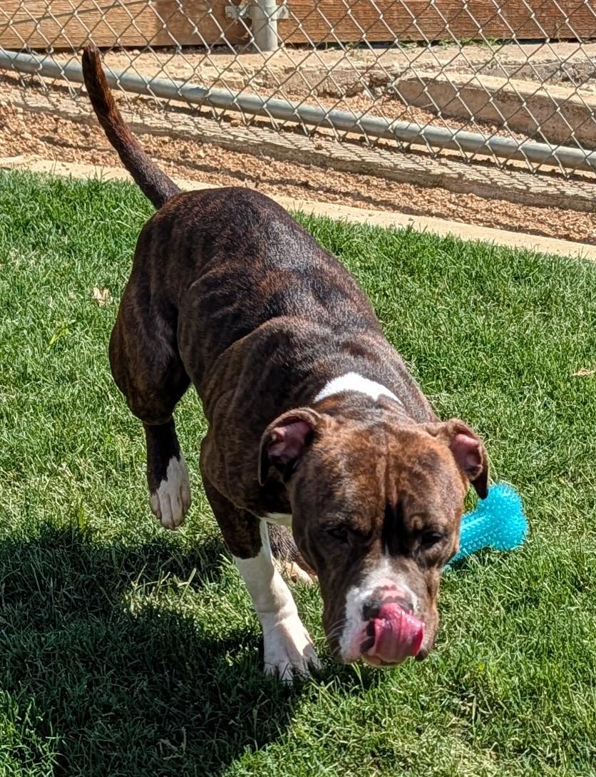 Enlarge Puddles A217521 VIP, a ADOPTABLE mixed breed in Plano, TX image 5/6