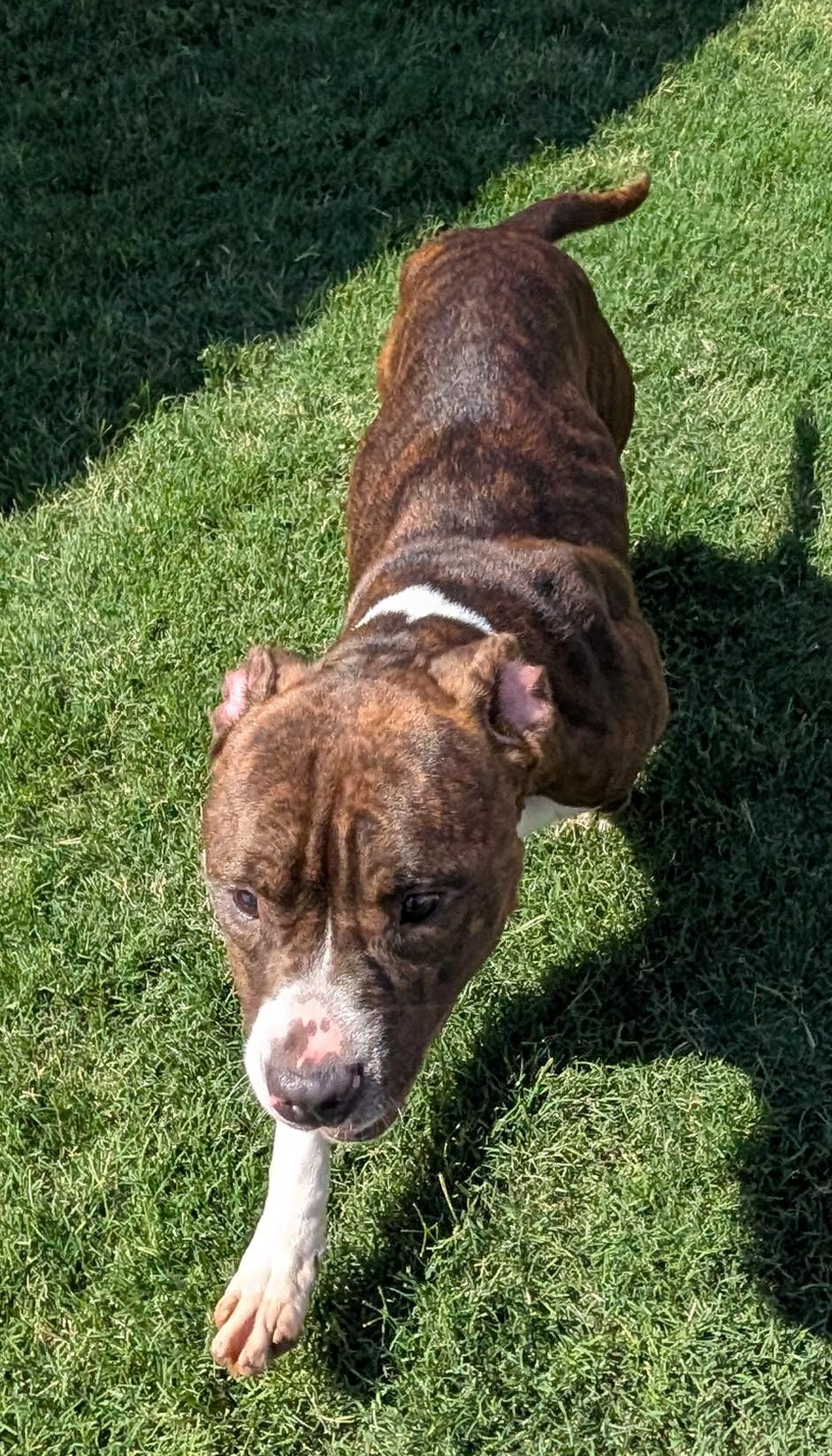 Enlarge Puddles A217521 VIP, a ADOPTABLE mixed breed in Plano, TX image 6/6