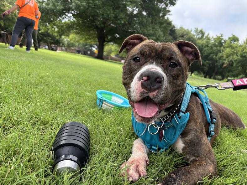 Puddles A217521 VIP, ADOPTABLE, Adult Female Bulldog.