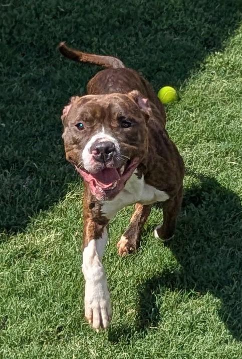 Enlarge Puddles A217521 VIP, a ADOPTABLE mixed breed in Plano, TX image 2/6