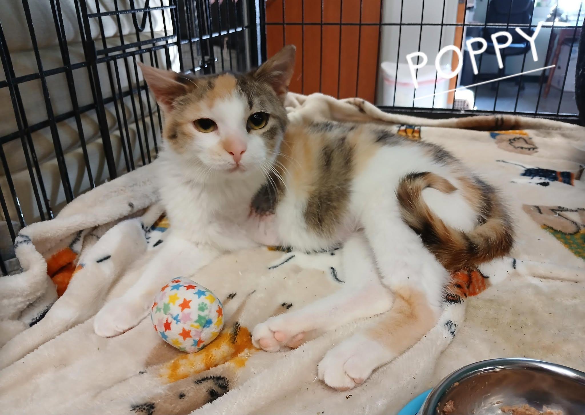 Poppy, Adult Female unknown