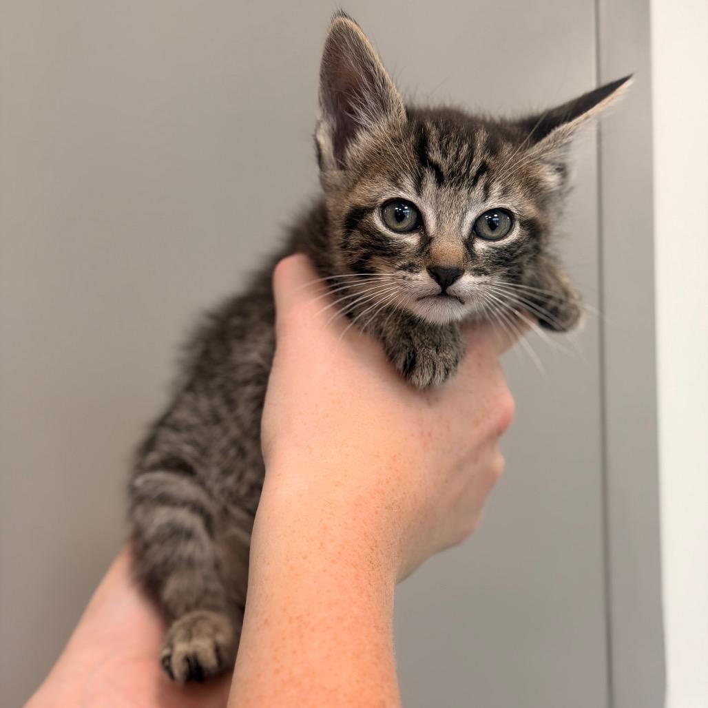 Enlarge Sweet Thing Kitten 2 (Magenta collar), a Adoptable American Bobtail in Sand Springs, OK image 1/3