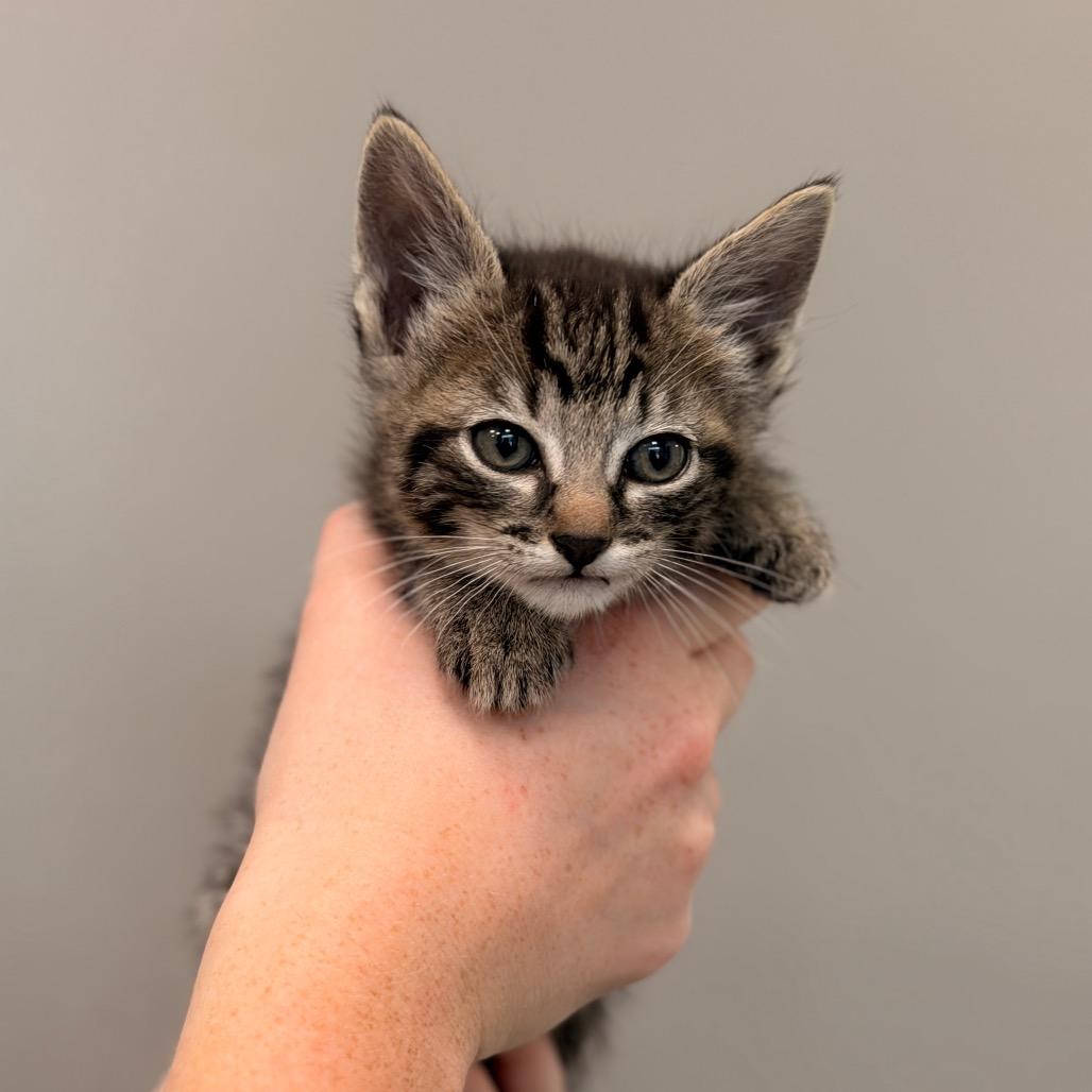 Enlarge Sweet Thing Kitten 2 (Magenta collar), a Adoptable American Bobtail in Sand Springs, OK image 2/3