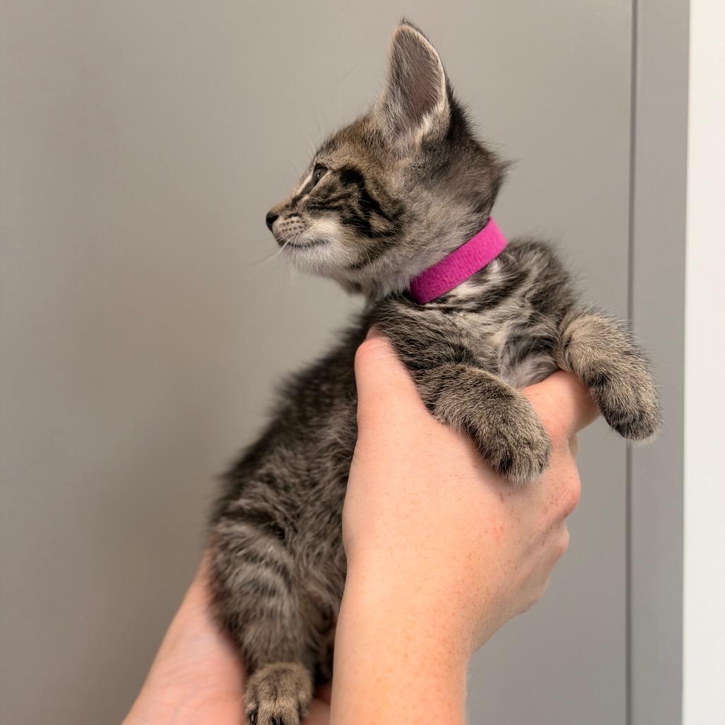 Enlarge Sweet Thing Kitten 2 (Magenta collar), a Adoptable American Bobtail in Sand Springs, OK image 3/3