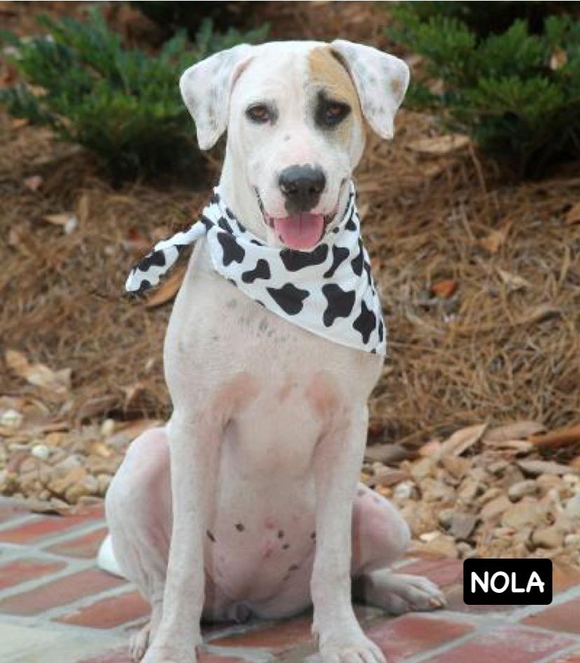 Enlarge NOLA, a Adoptable mixed breed in Bethpage, NY image 4/6