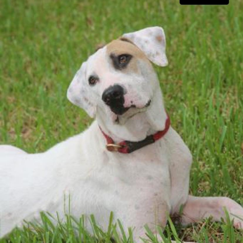 Enlarge NOLA, a Adoptable mixed breed in Bethpage, NY image 3/6