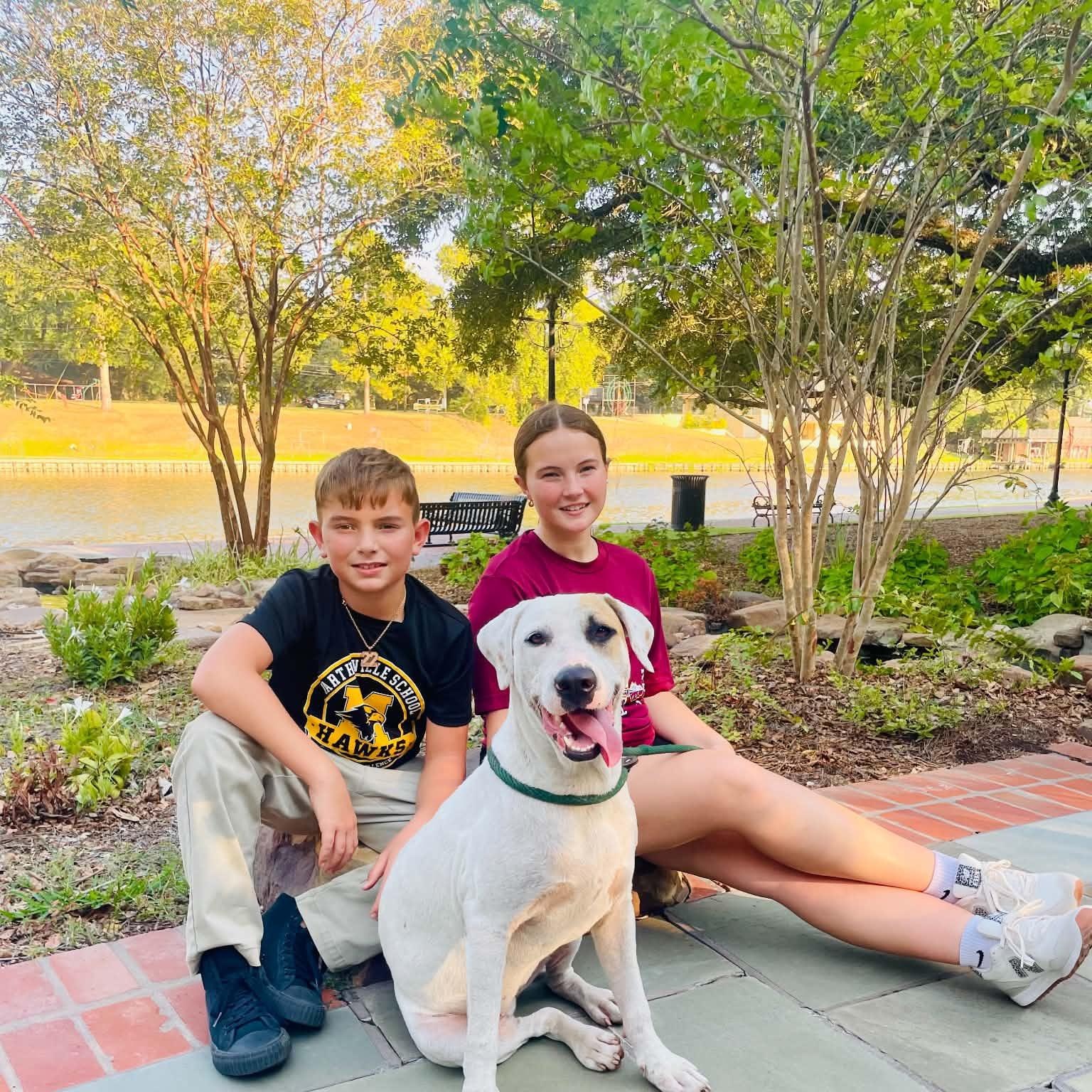 NOLA, Adoptable, Young Female Labrador Retriever.