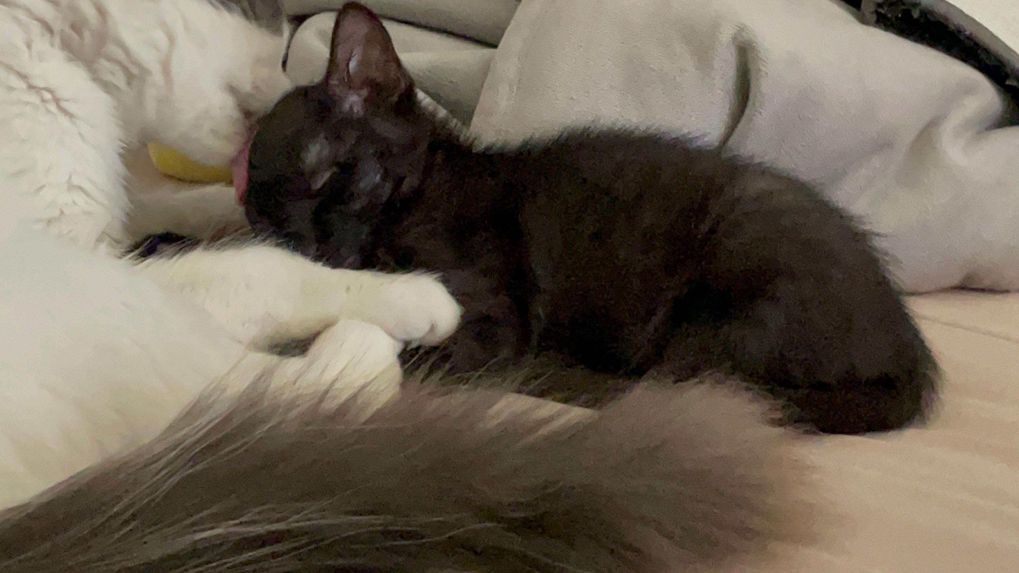 Enlarge Otter, an adopted Domestic Short Hair in Vallejo, CA image 3/4