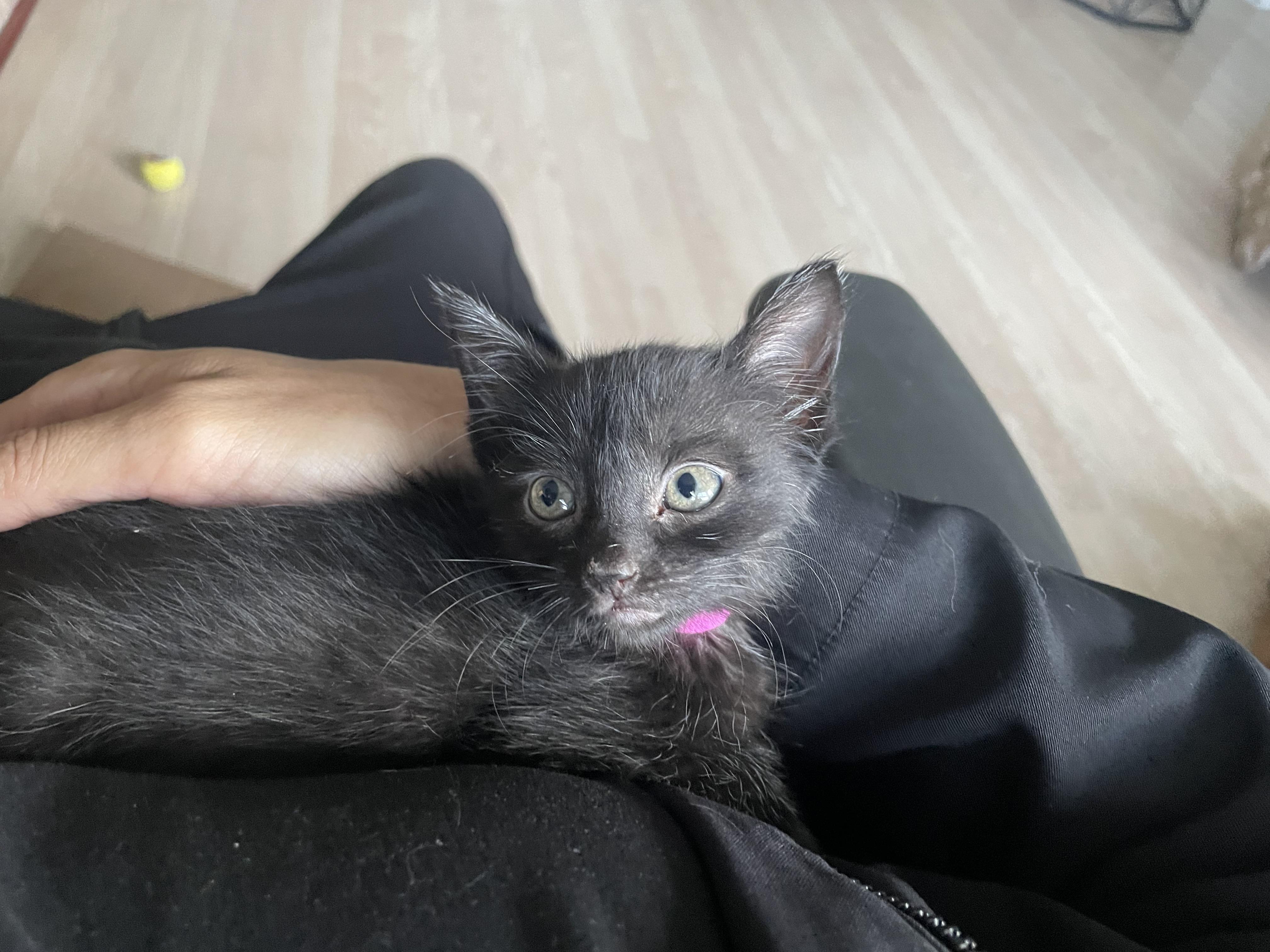 Enlarge Otter, an adopted Domestic Short Hair in Vallejo, CA image 2/4