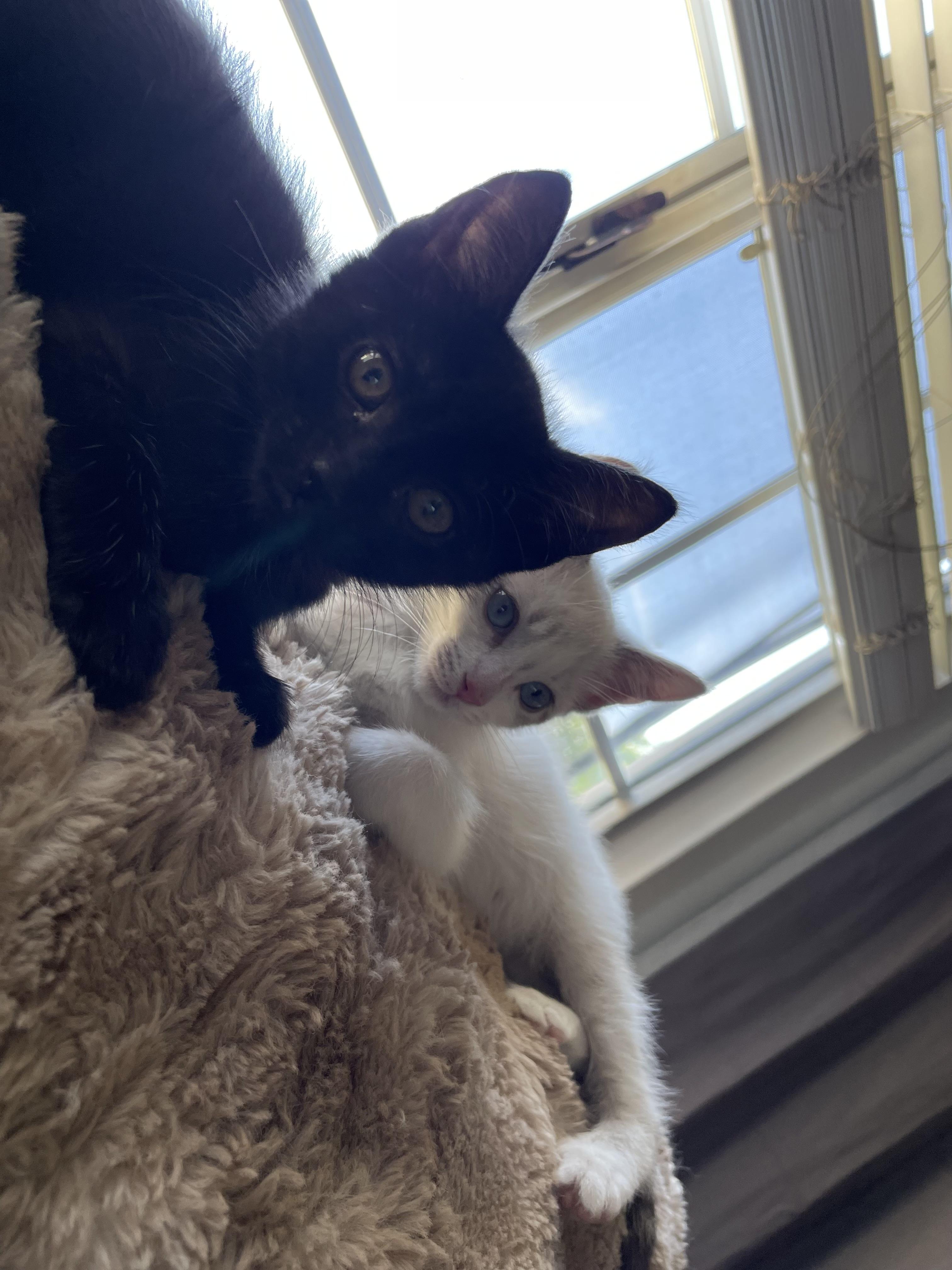 Enlarge Otter, an adopted Domestic Short Hair in Vallejo, CA image 4/4