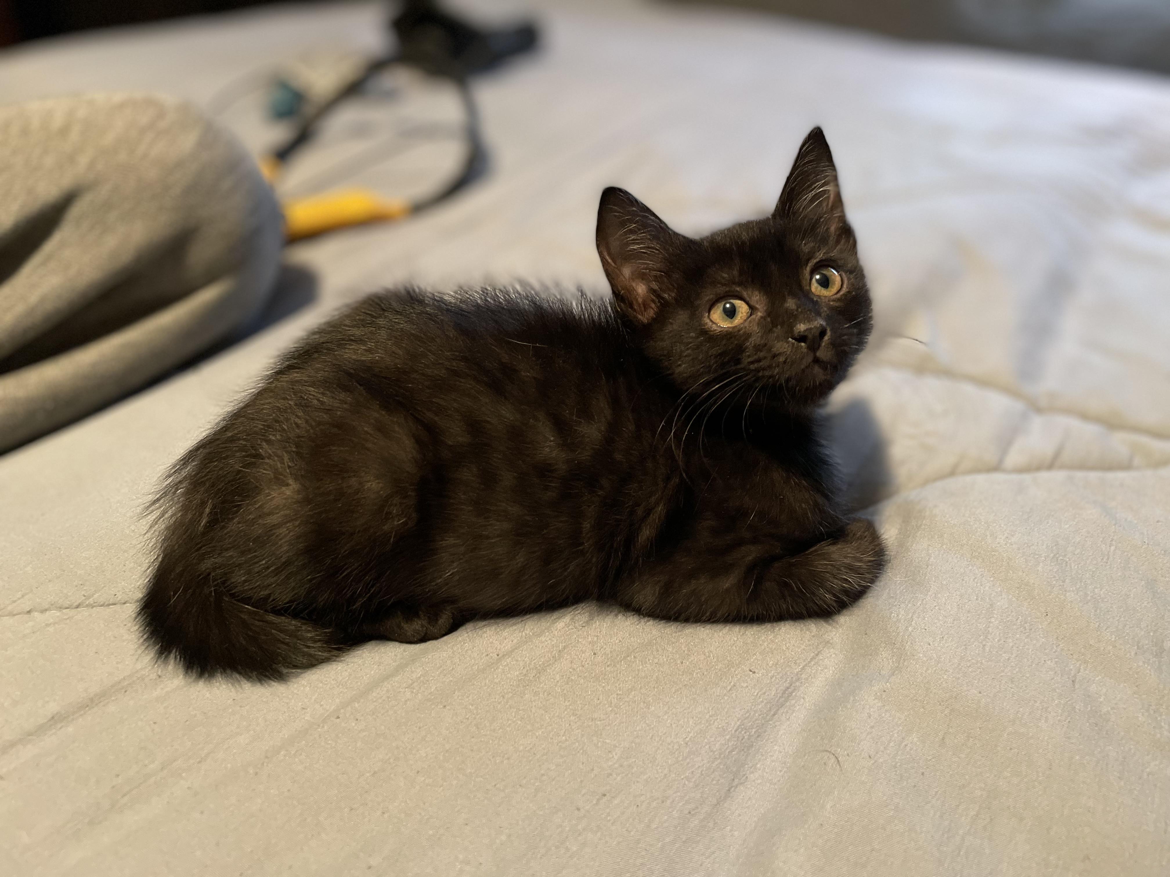 Otter, adopted, Kitten Female Domestic Short Hair.