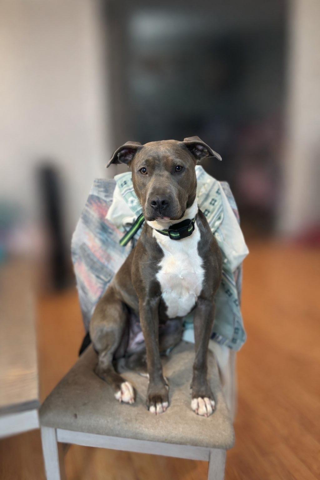 Enlarge Miley, an adopted American Staffordshire Terrier in Shelton, WA image 2/3