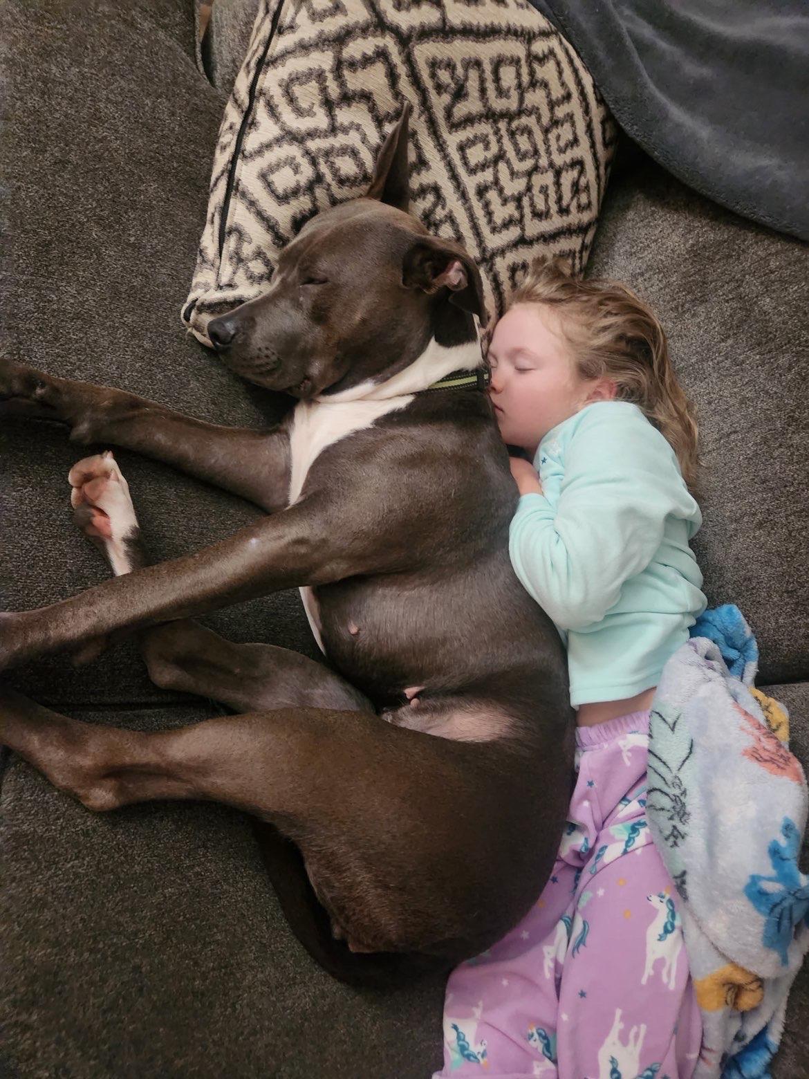 Enlarge Miley, an adopted American Staffordshire Terrier in Shelton, WA image 1/3