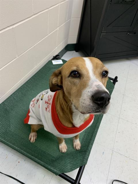 NALA, Adoptable, Adult Female Beagle & Mixed Breed.