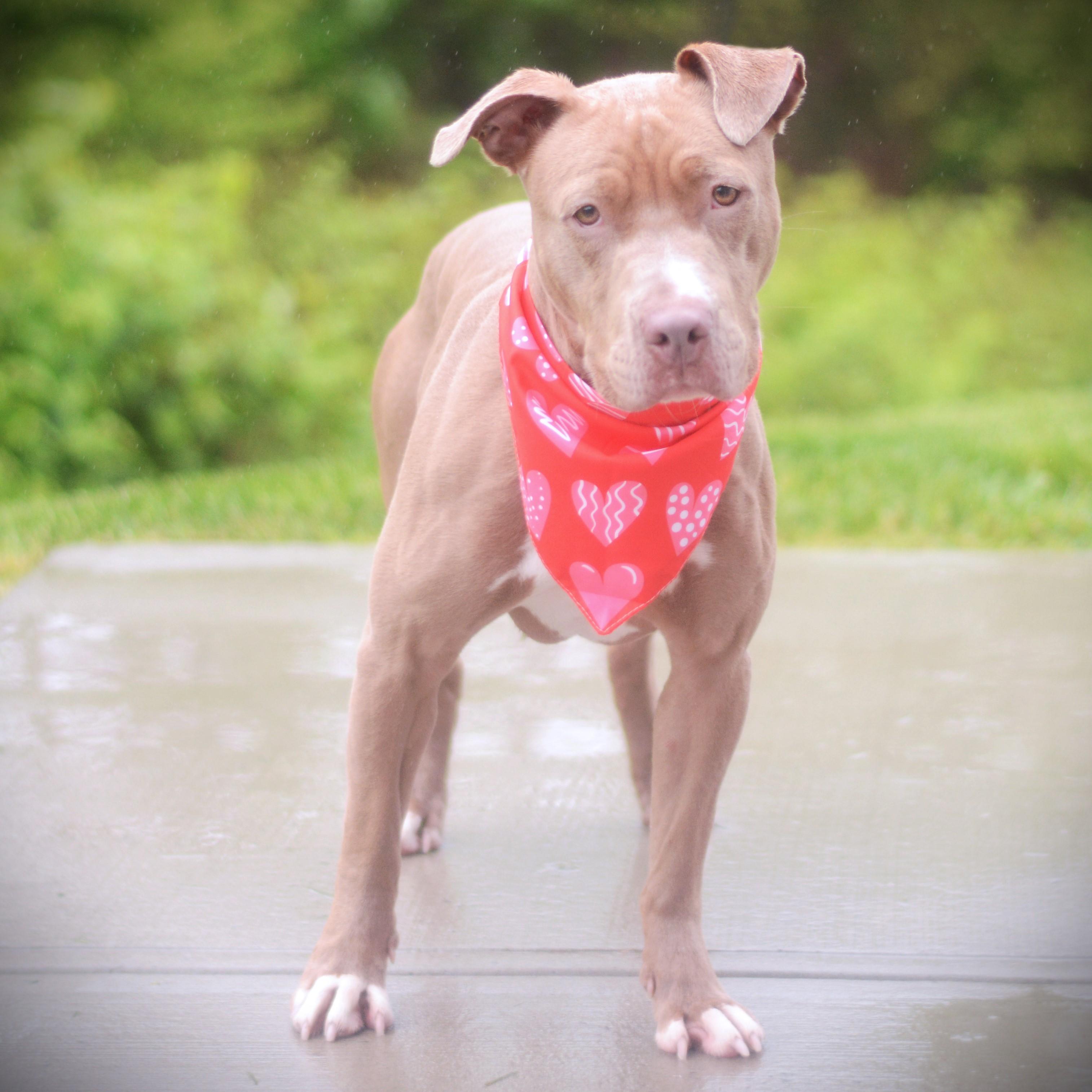 Hennessey, adoptable, Young Female Terrier.